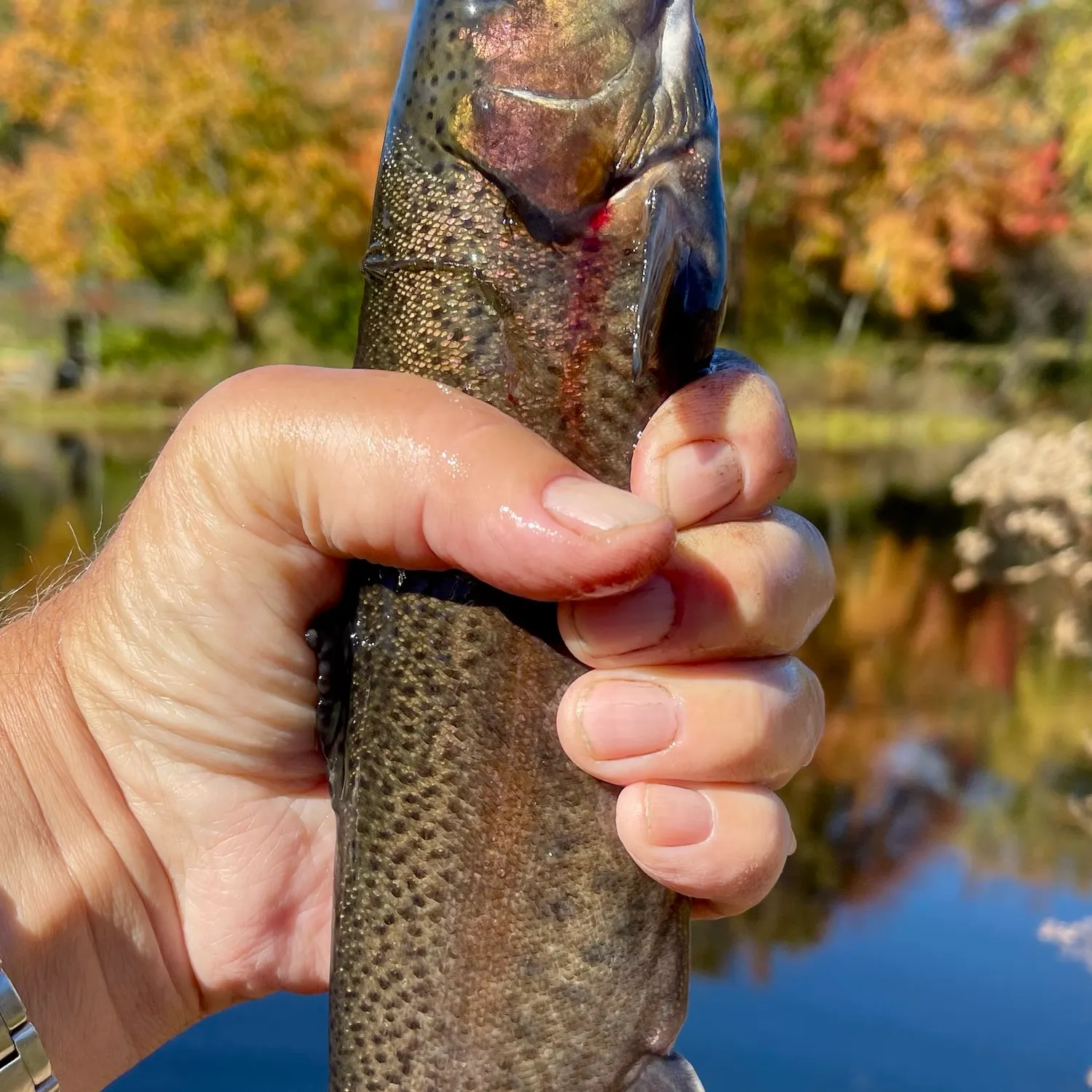 Rainbow trout caught on Fishbrain
