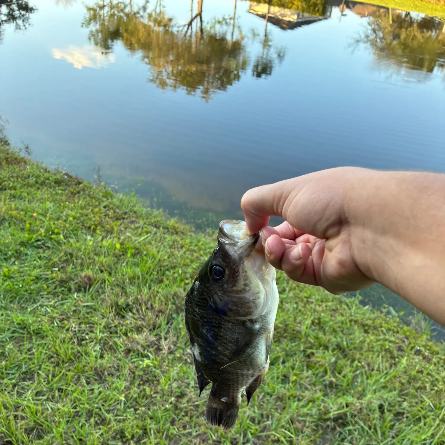 The most recent Blue tilapia catches on Fishbrain