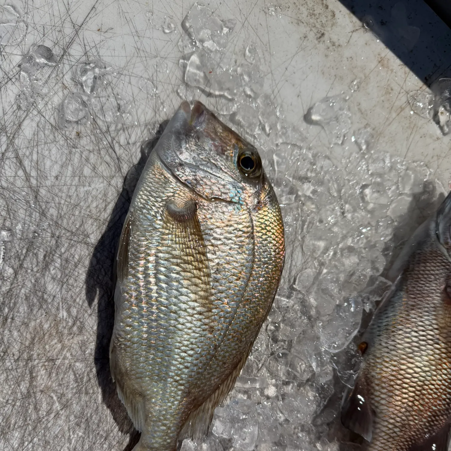 Scup caught on Fishbrain