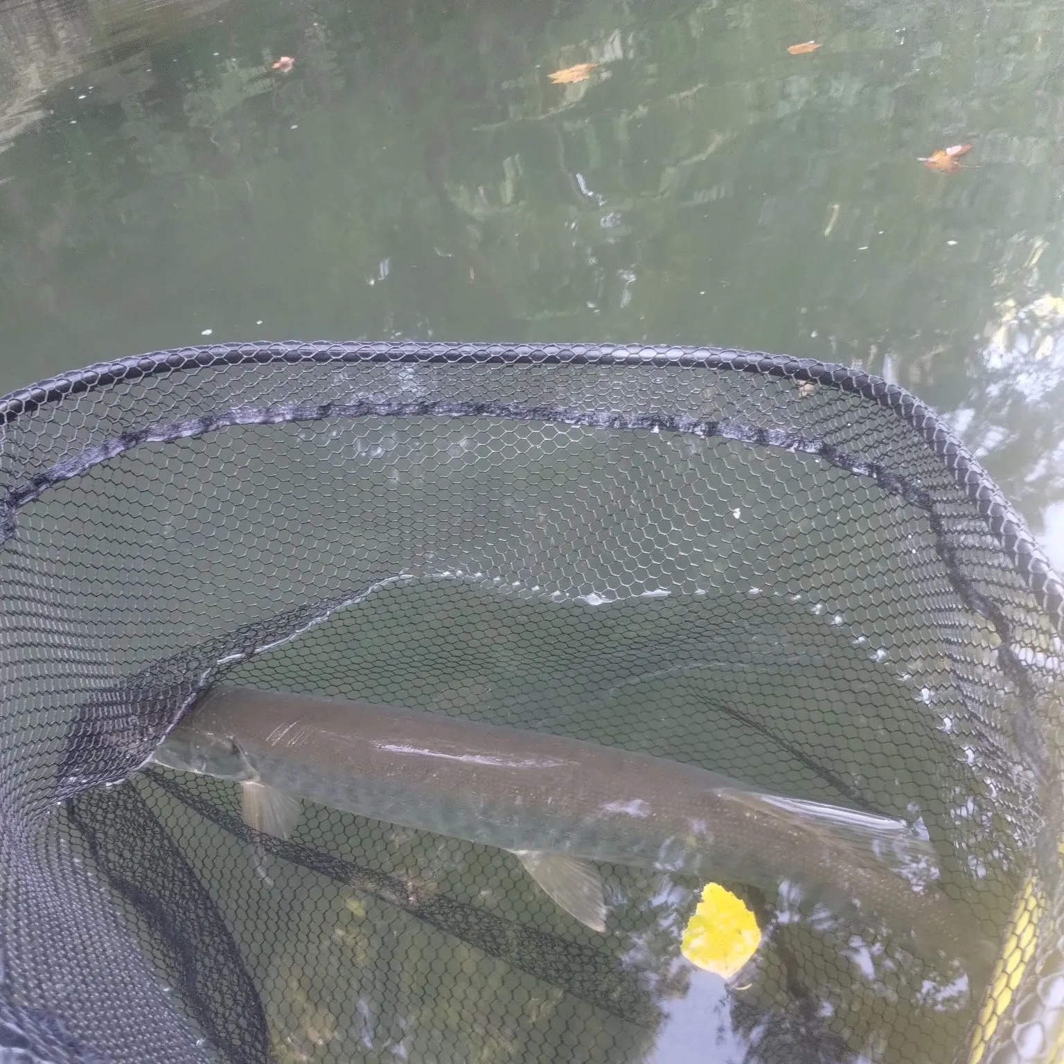 The most recent Muskie catches on Fishbrain