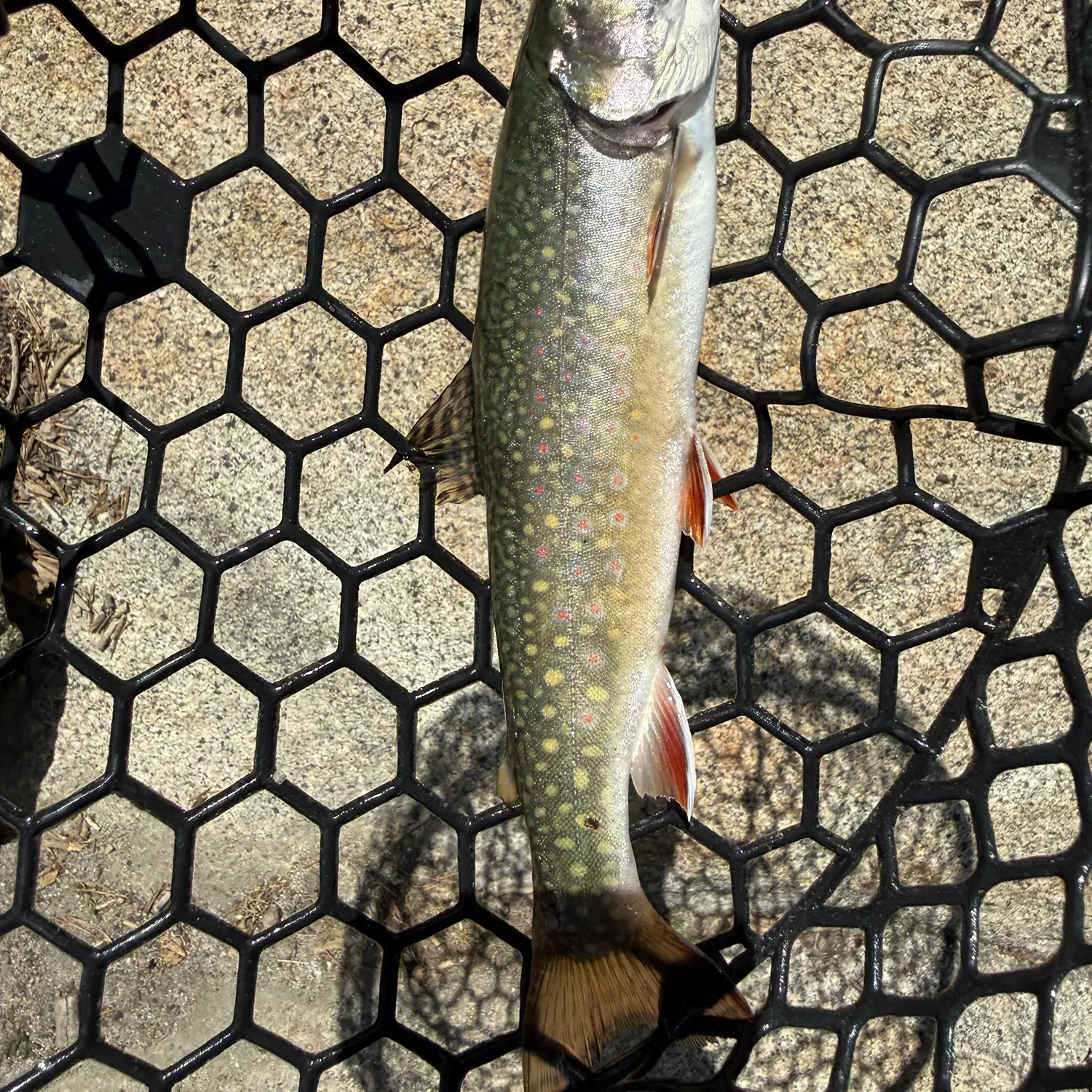 The most recent Brook trout catches on Fishbrain