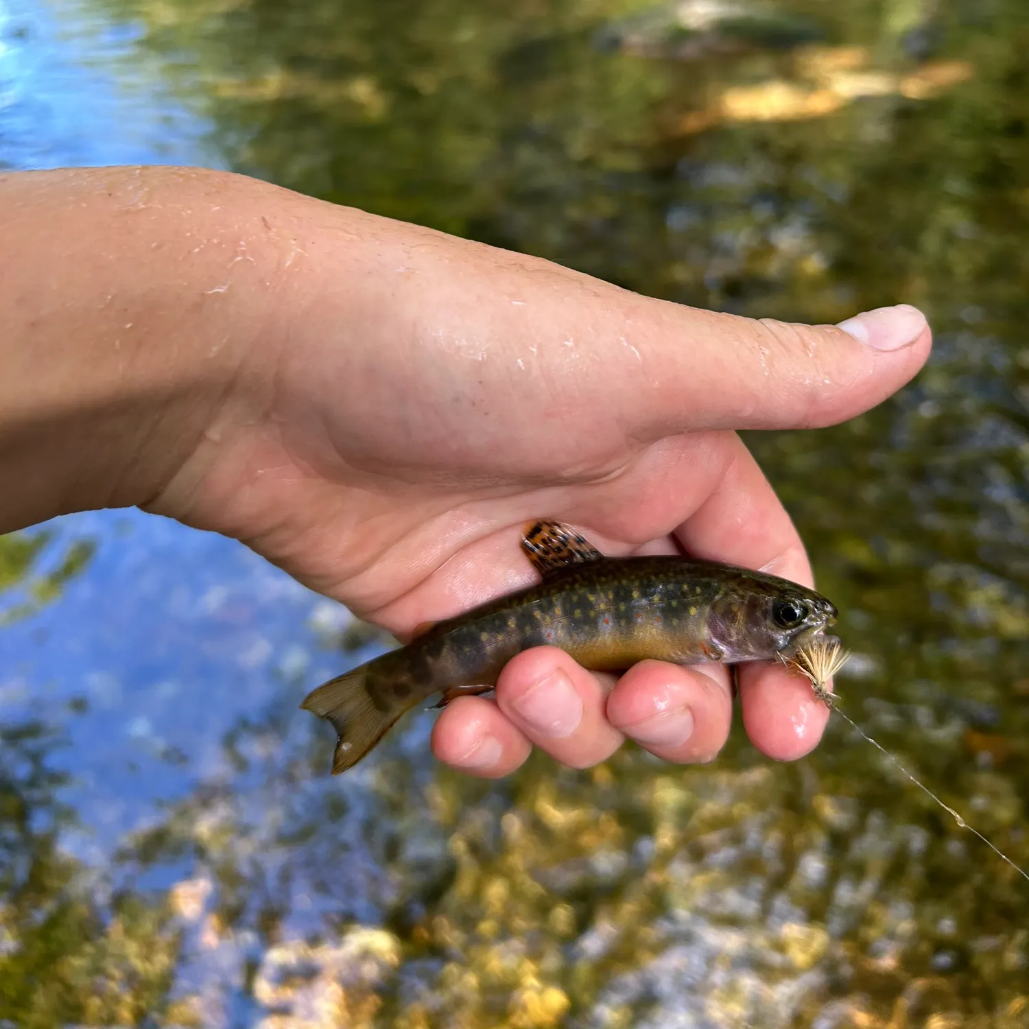 Brook trout caught on Fishbrain