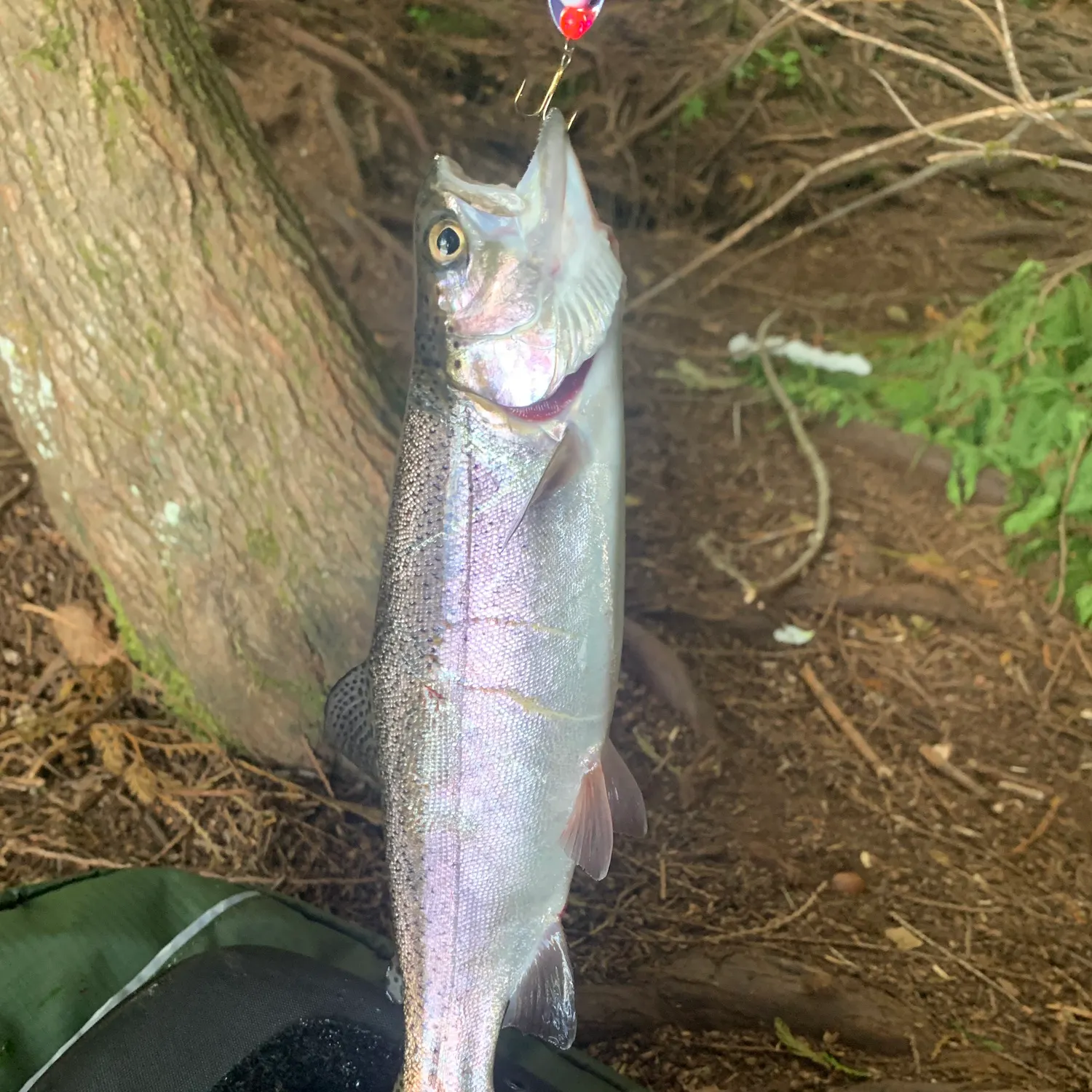 Rainbow trout caught on Fishbrain