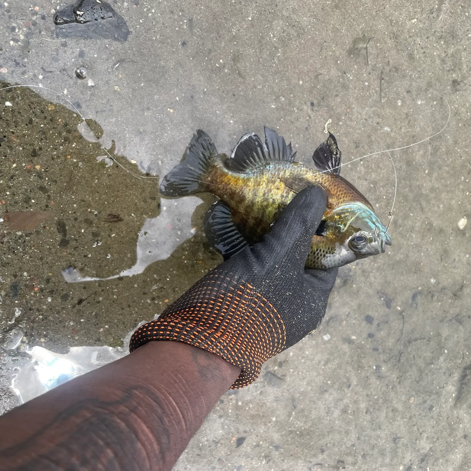 catch