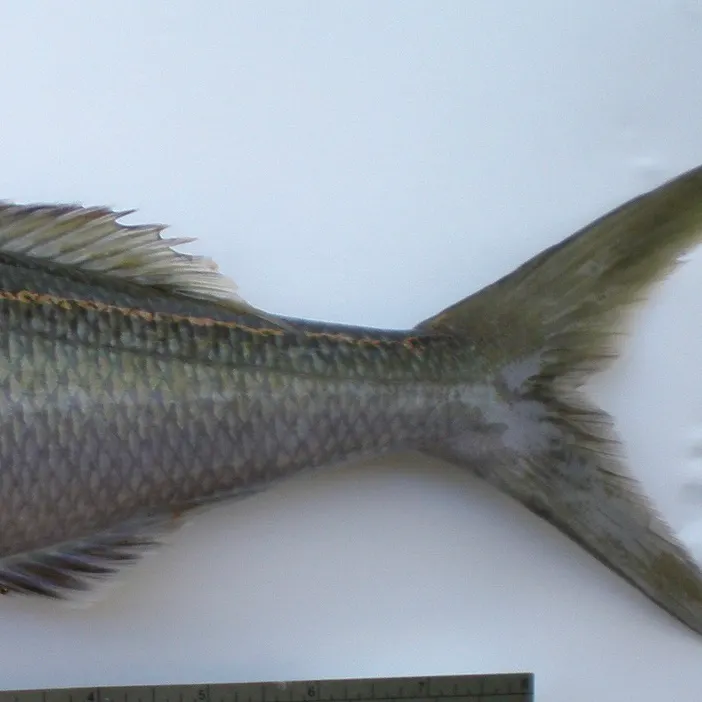 The most recent Green jobfish catches on Fishbrain