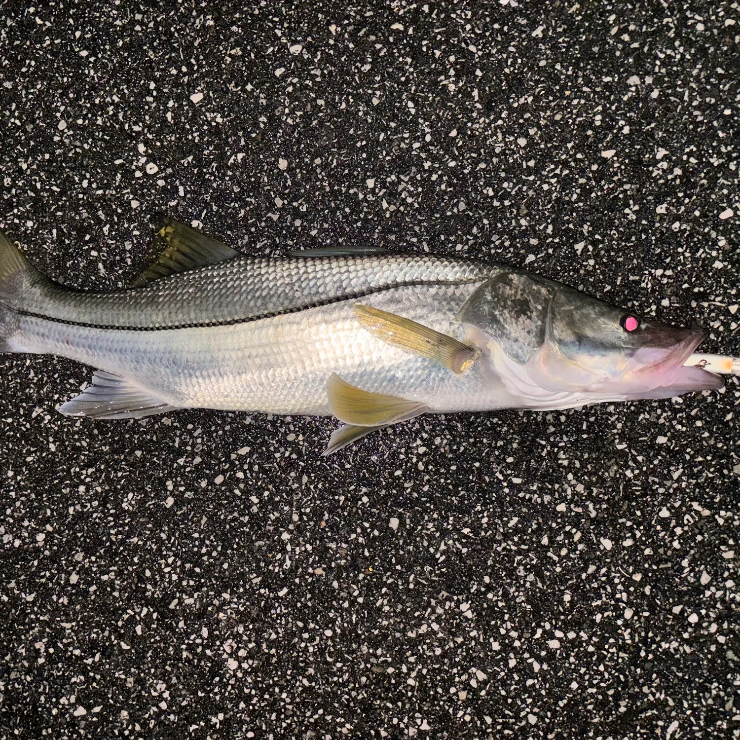 Common snook caught on Fishbrain