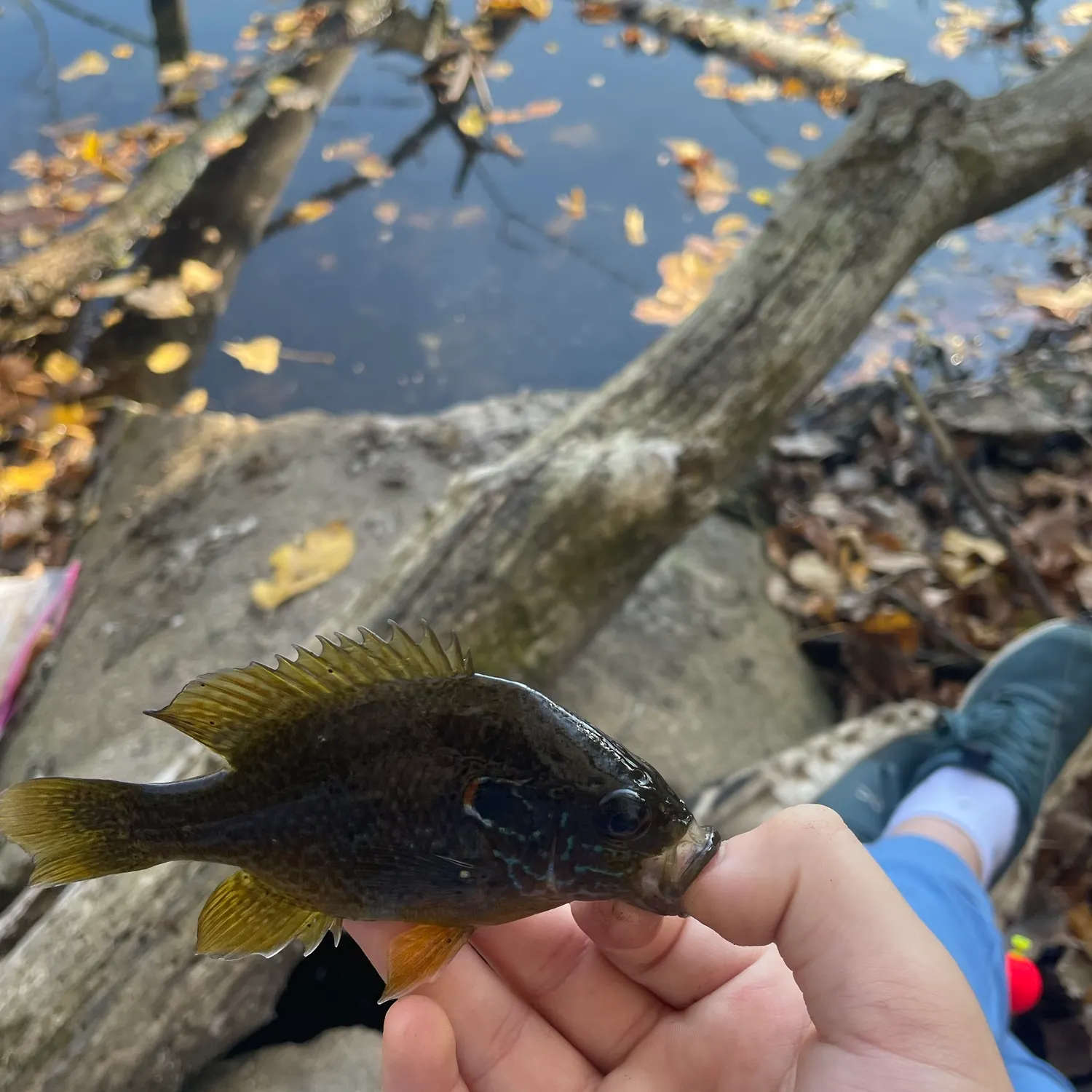 Green sunfish caught on Fishbrain