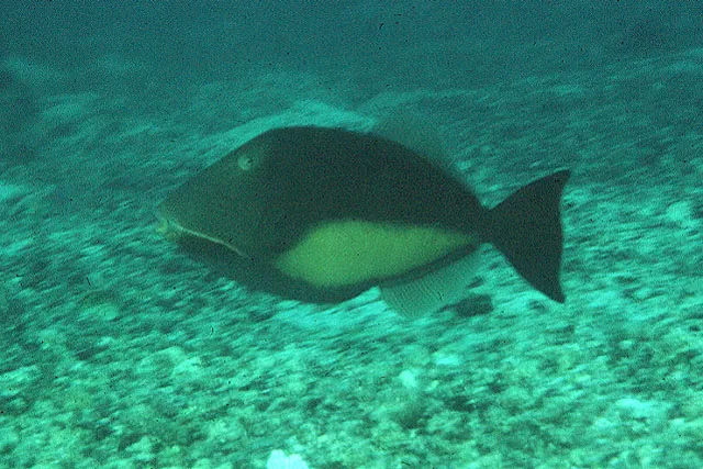 Orangeside triggerfish