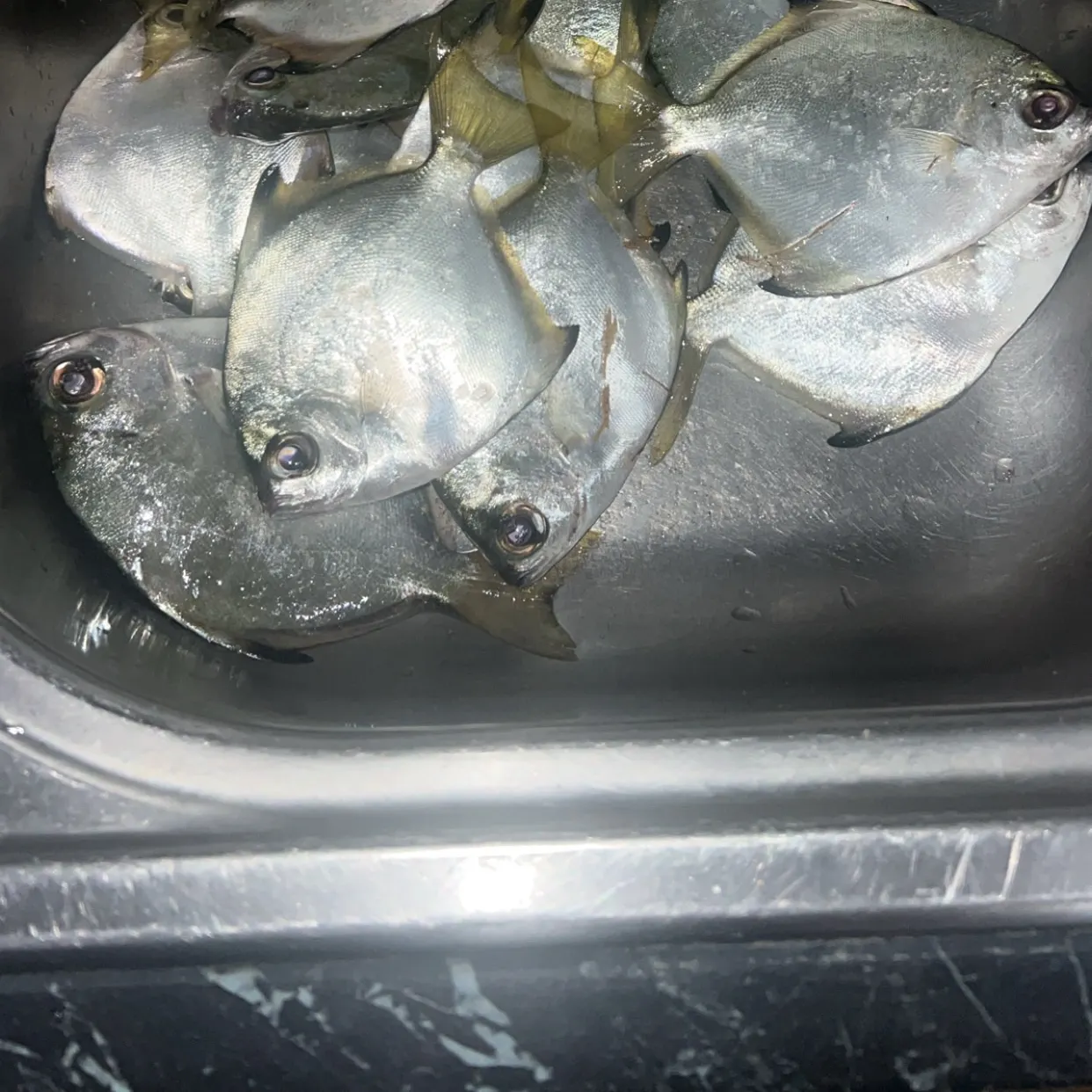 The most recent Silver moony catches on Fishbrain