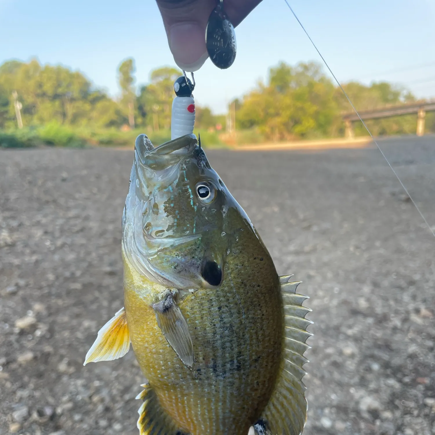 Green sunfish caught on Fishbrain