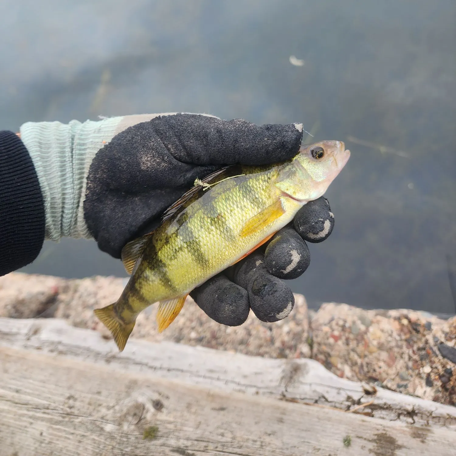 Yellow perch caught on Fishbrain