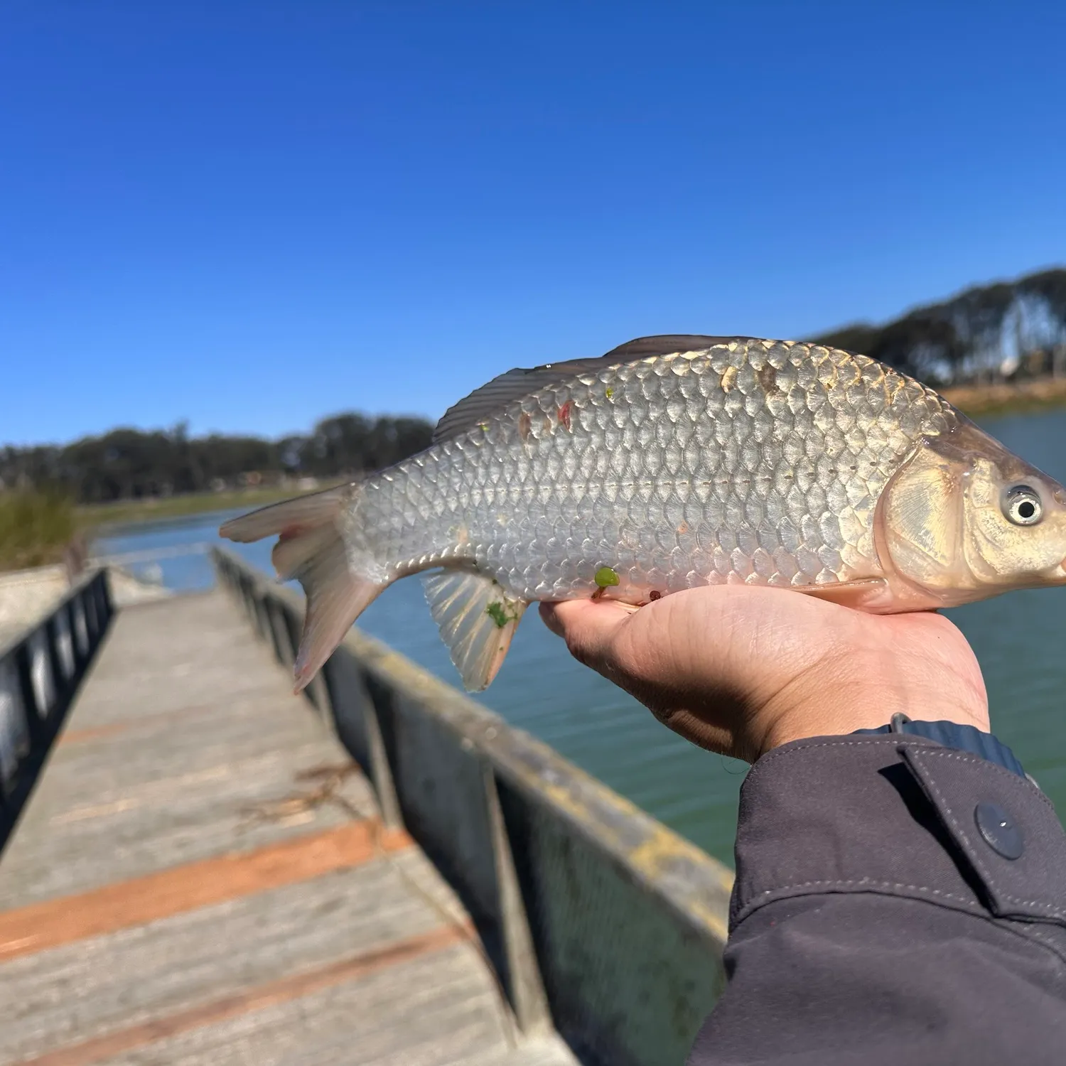 Crucian carp caught on Fishbrain