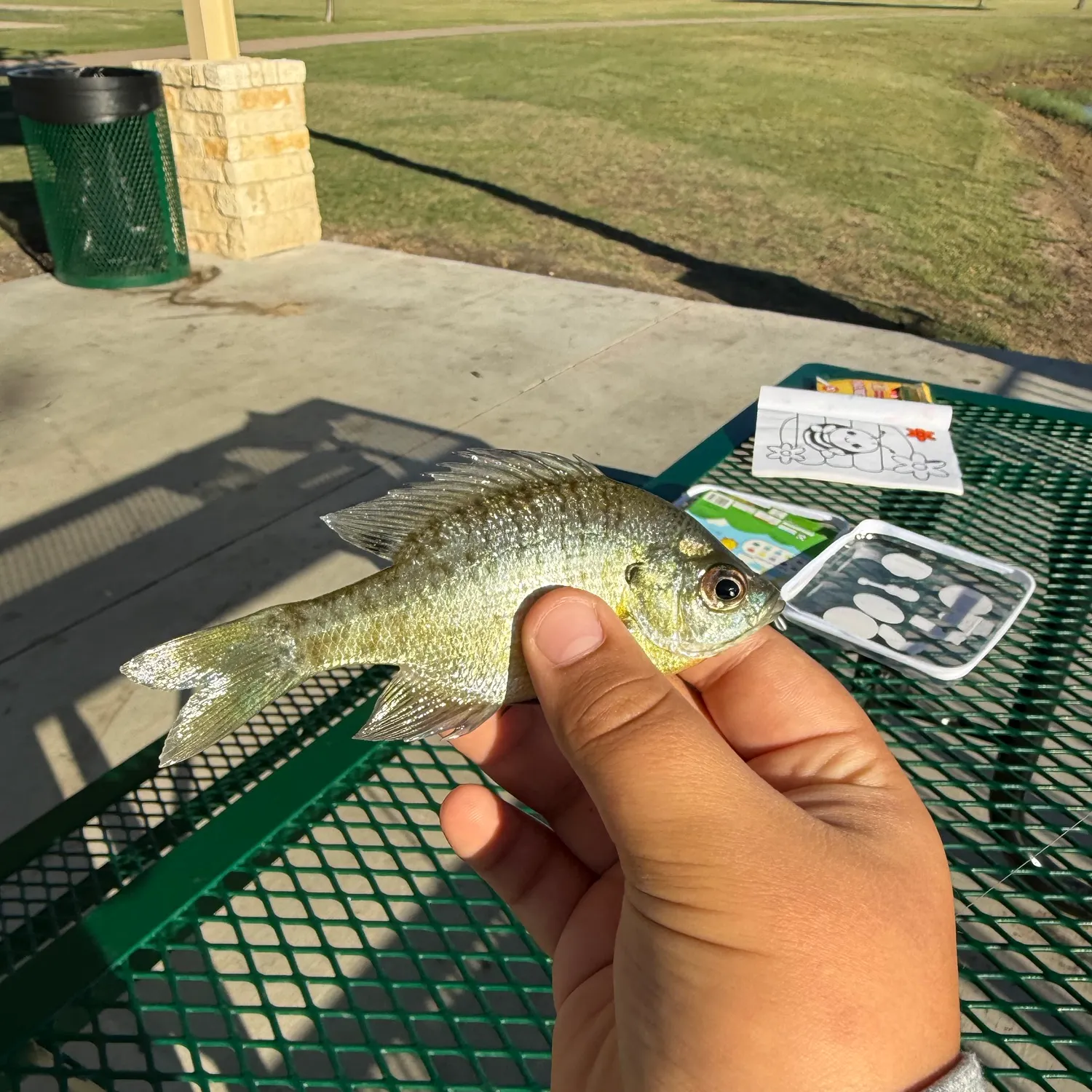 Bluegill caught on Fishbrain