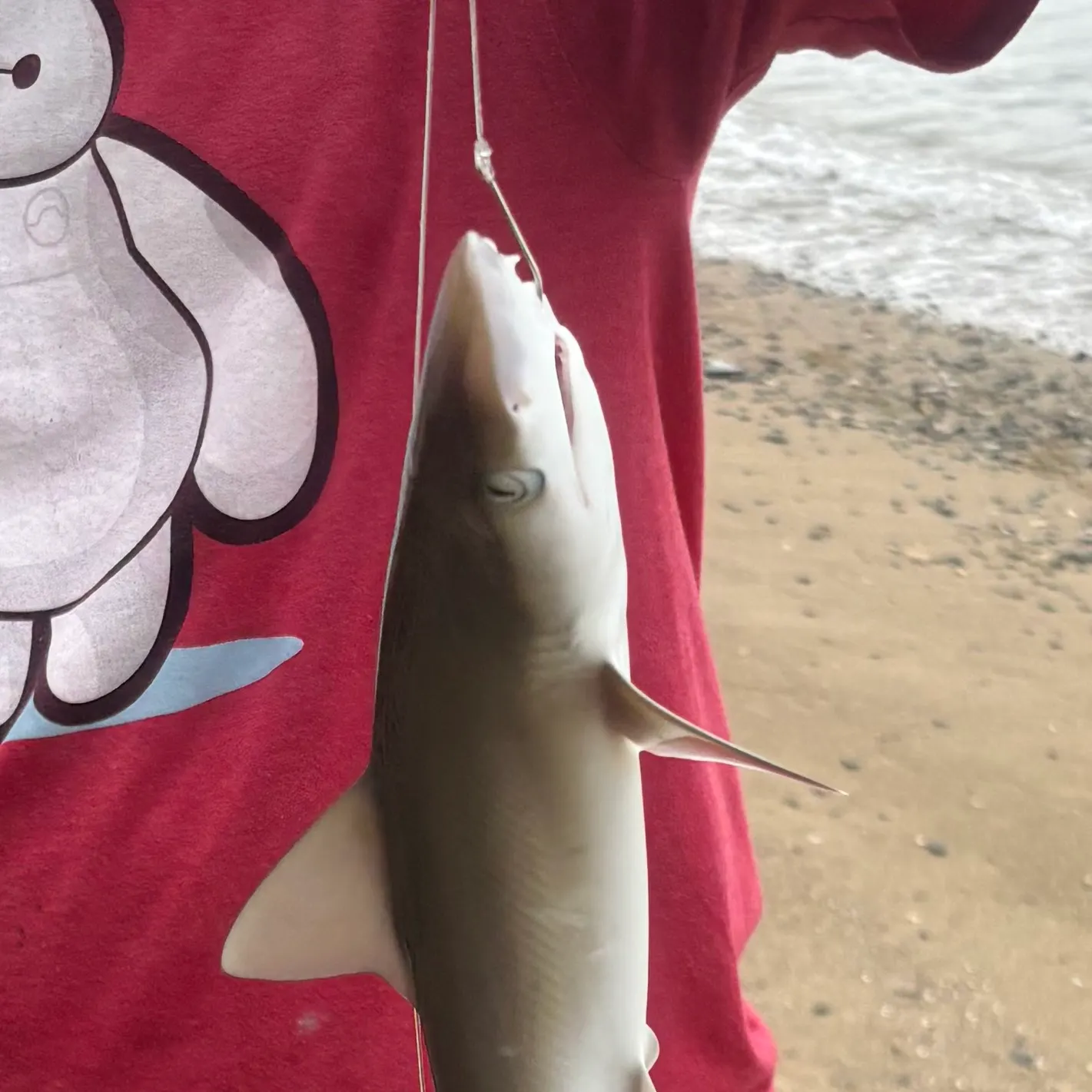 The most recent Lemon shark catches on Fishbrain