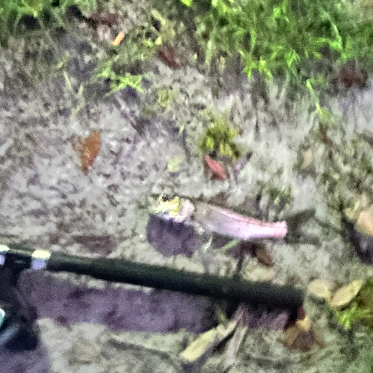 The most recent Tarpon Snook catches on Fishbrain