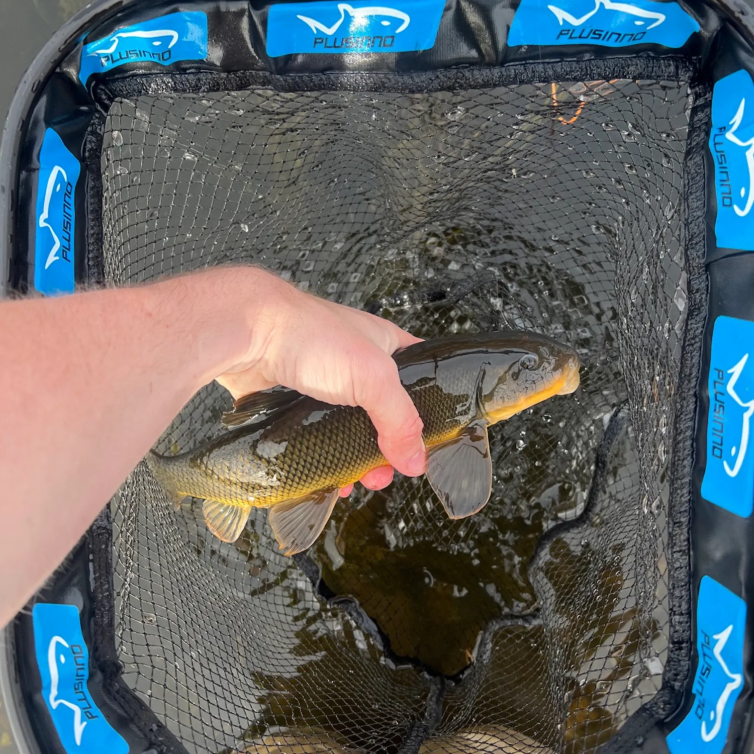 The most recent Sonora sucker catches on Fishbrain