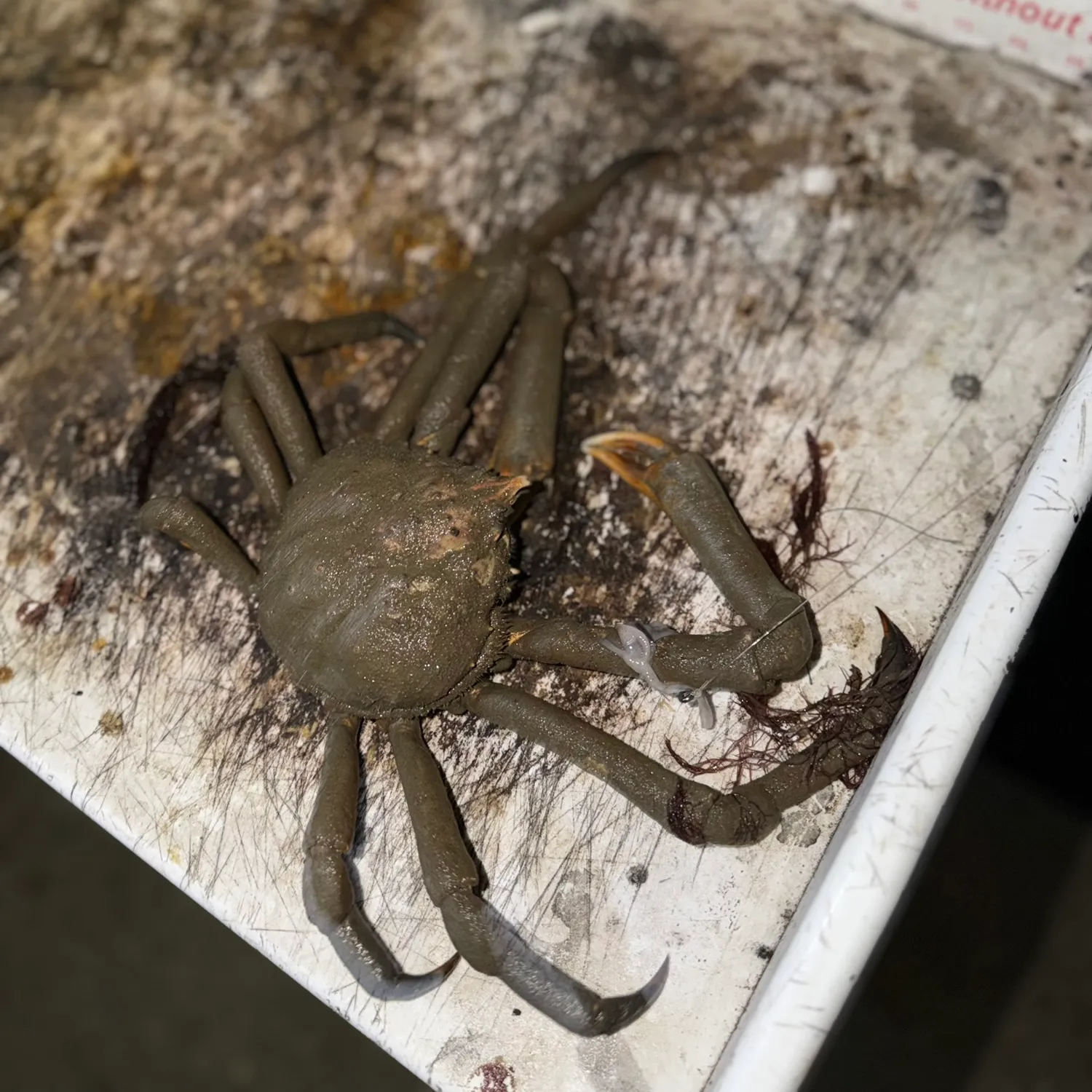 European spider crab caught on Fishbrain