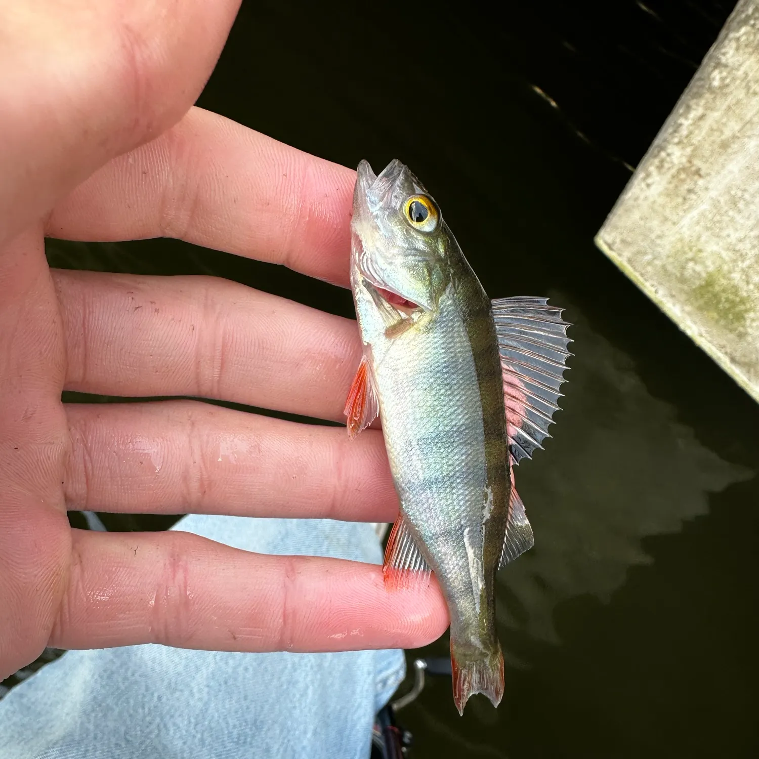 European perch caught on Fishbrain