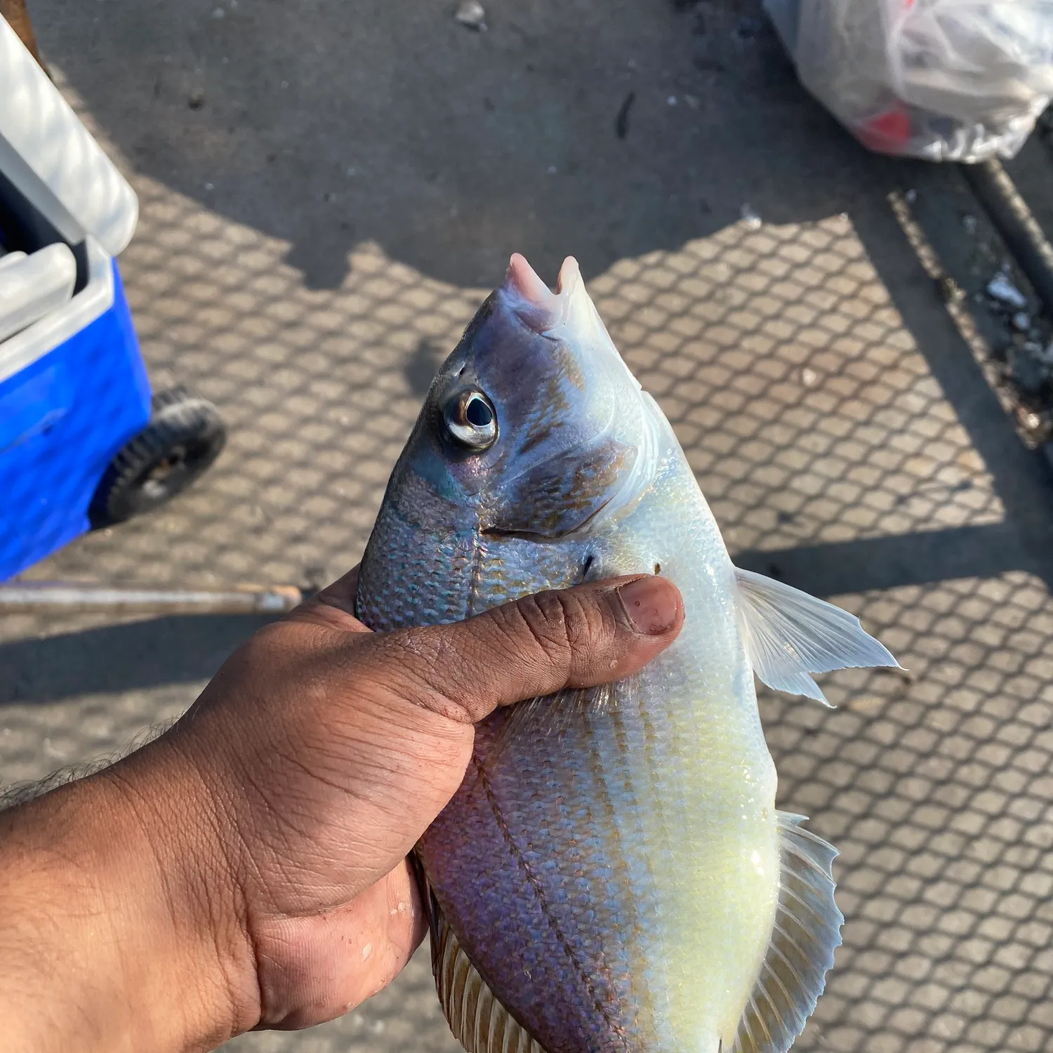 catch