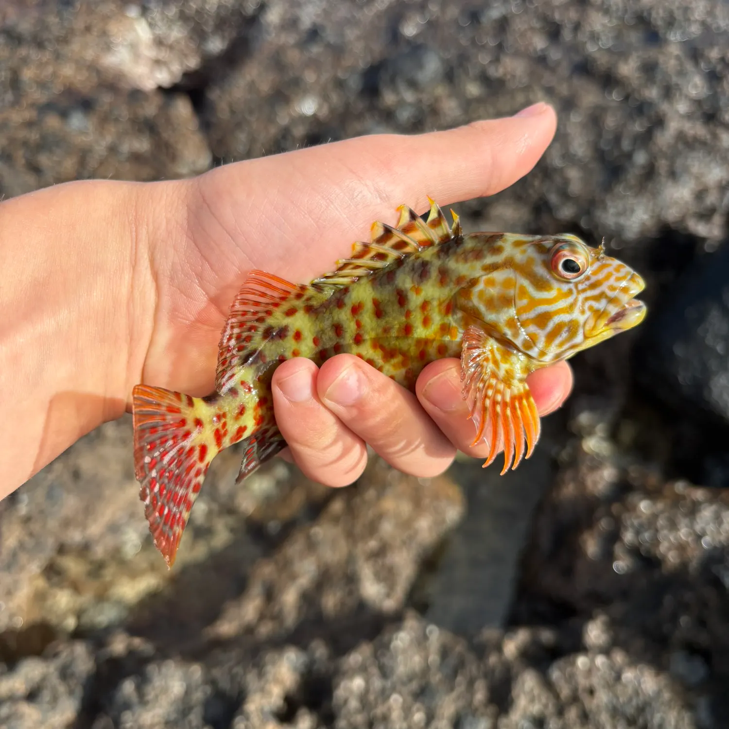 The most recent Orange-spotted grouper catches on Fishbrain