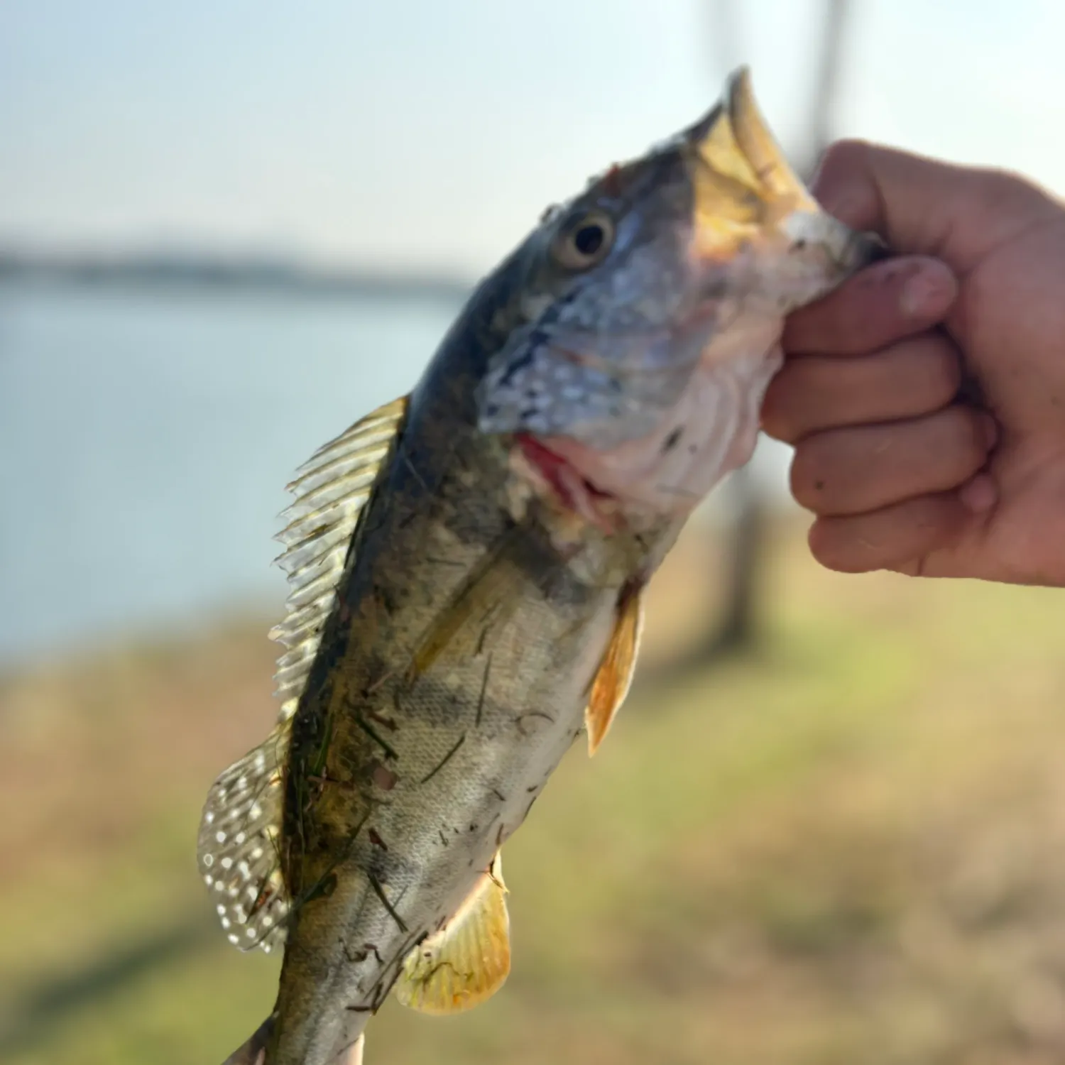 The most recent Speckled peacock bass catches on Fishbrain