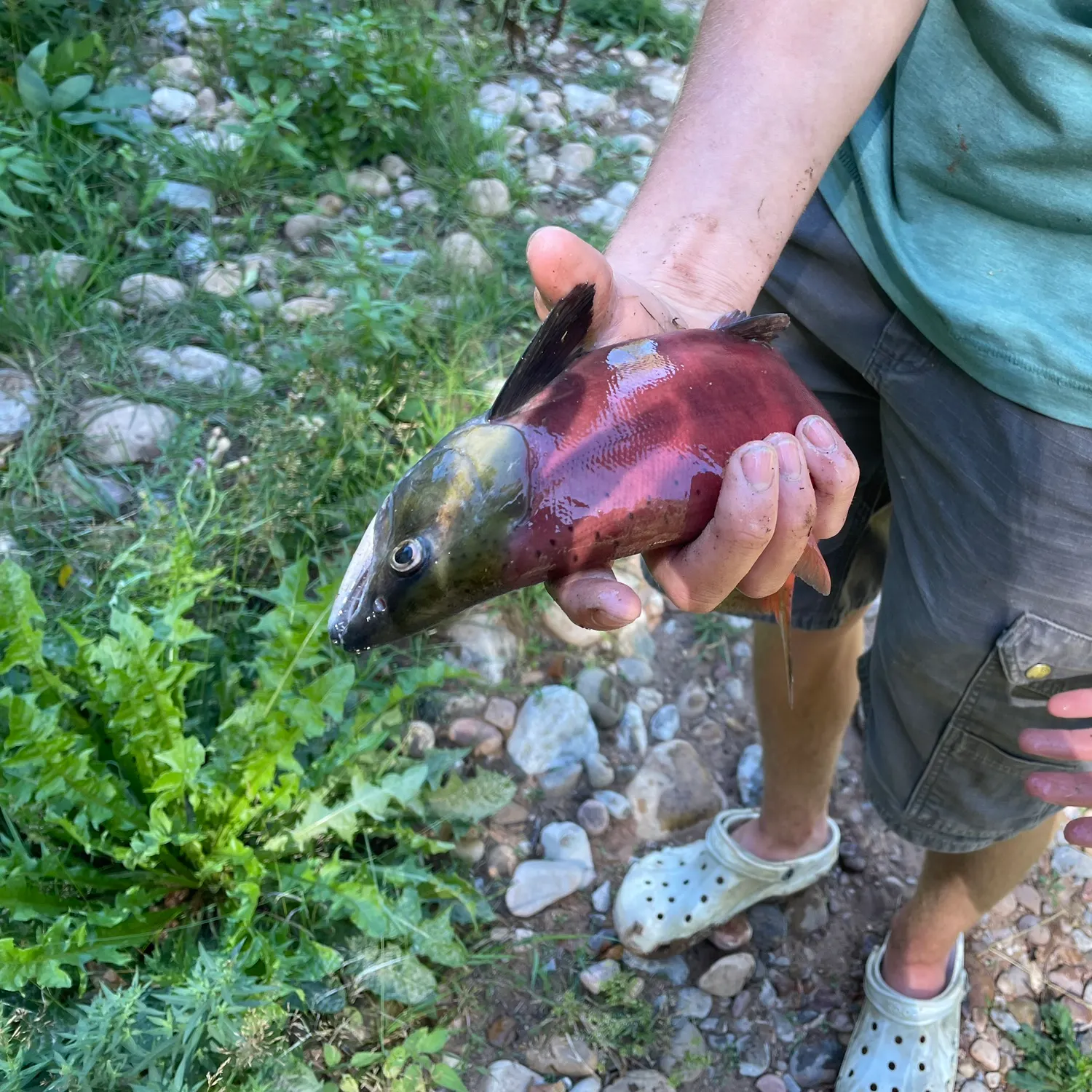 Kokanee salmon caught on Fishbrain