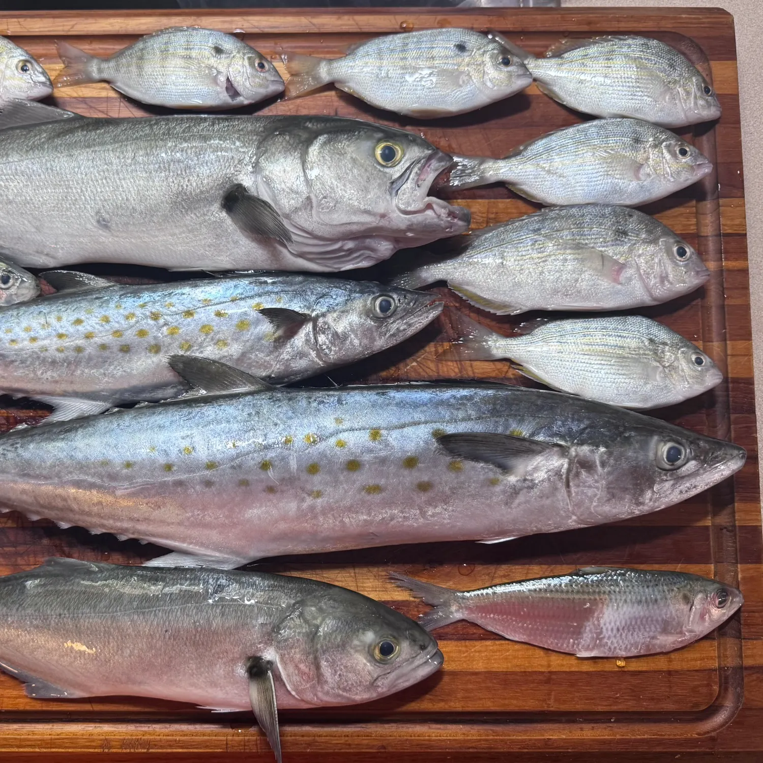 recently logged catches