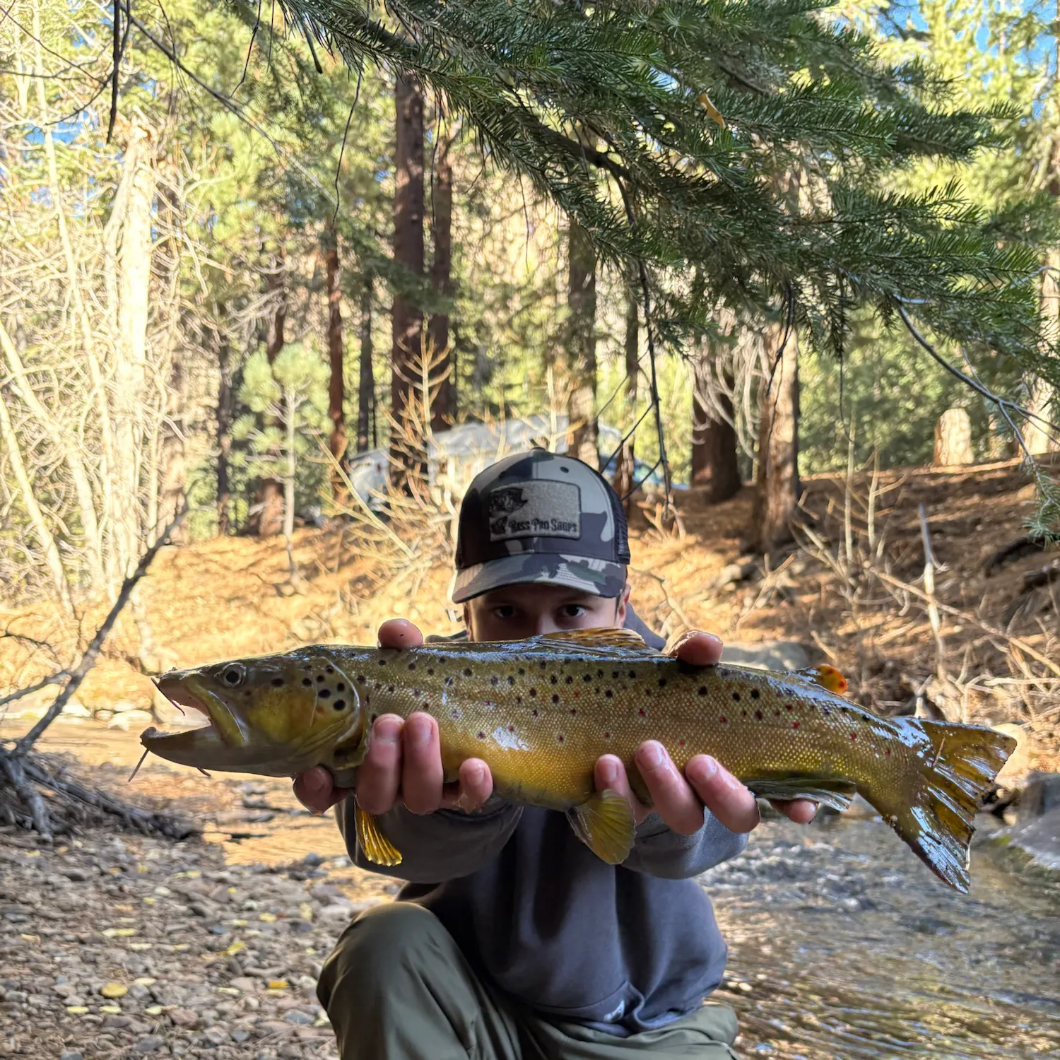 Brown trout caught on Fishbrain