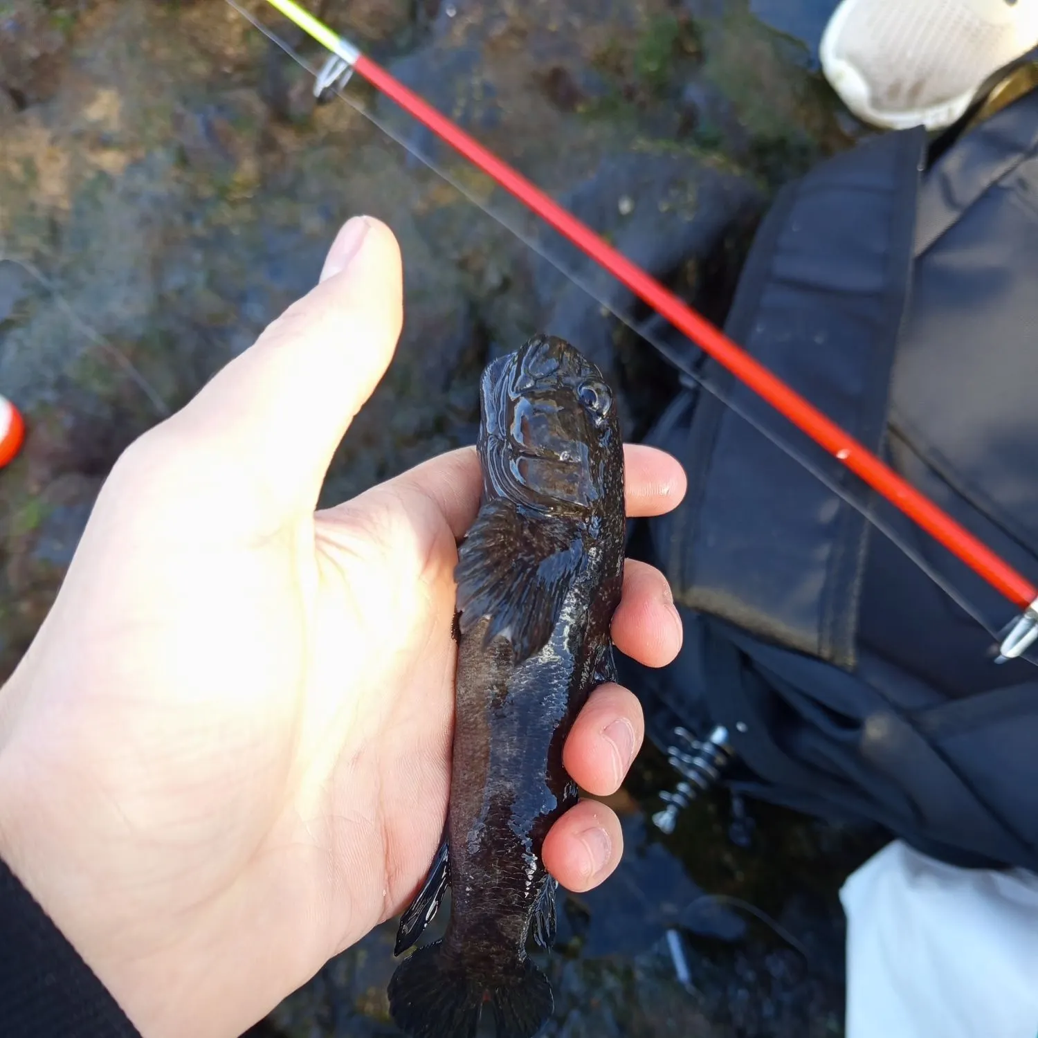 The most recent Prickly puffer catches on Fishbrain