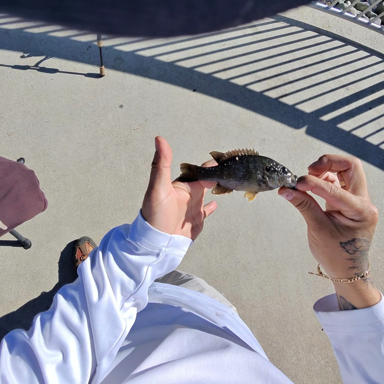 Green sunfish caught on Fishbrain