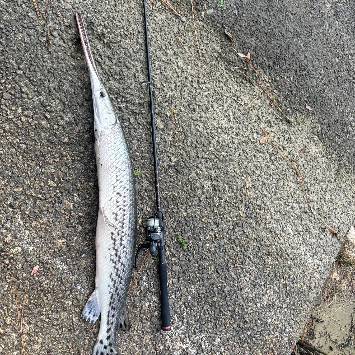 Longnose gar caught on Fishbrain