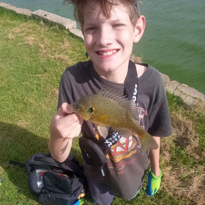 Redear sunfish caught on Fishbrain