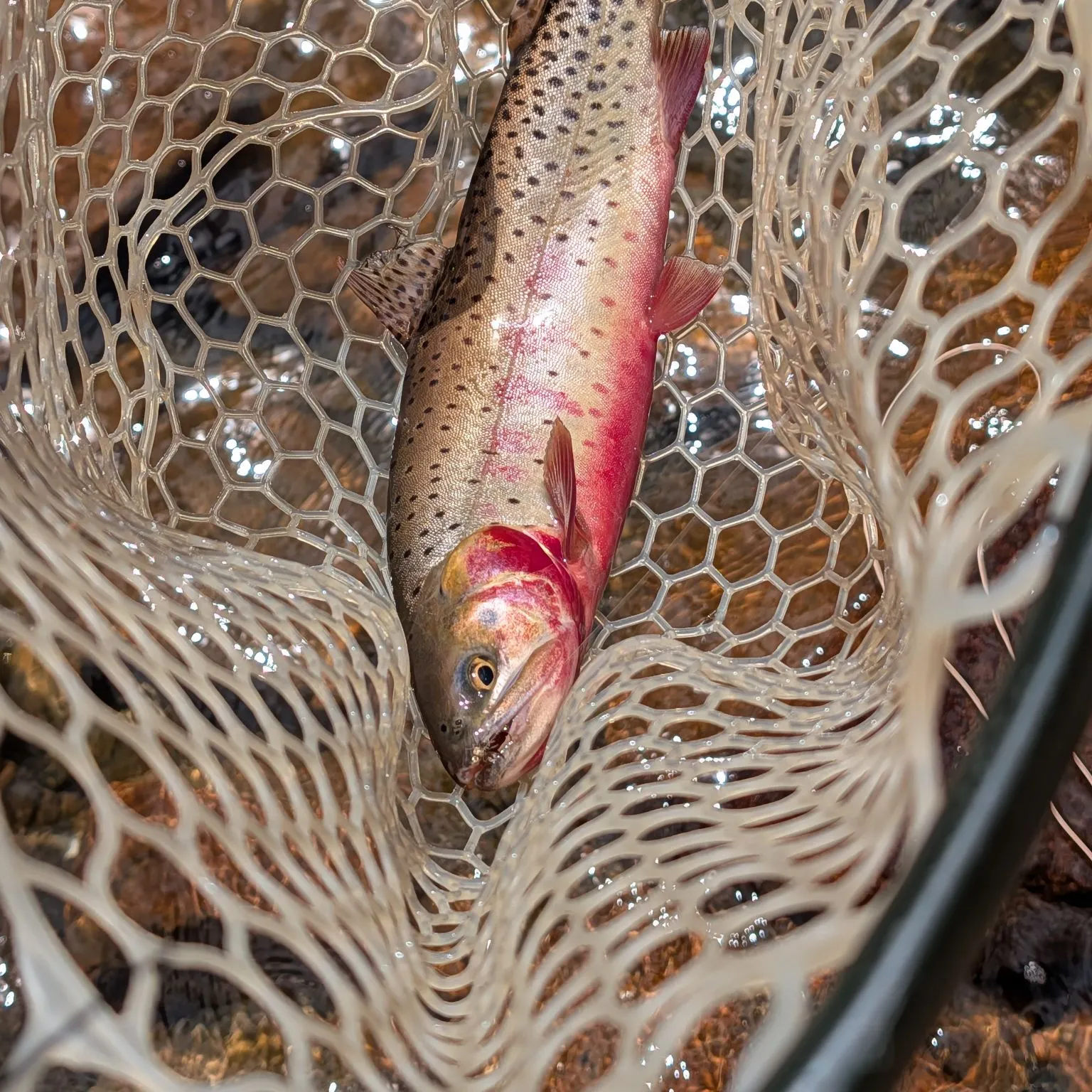Cutthroat trout caught on Fishbrain