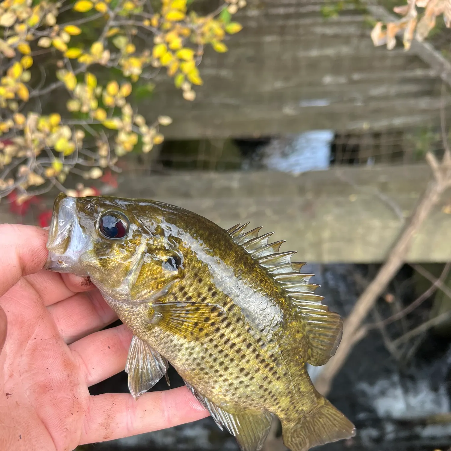 Rock bass caught on Fishbrain