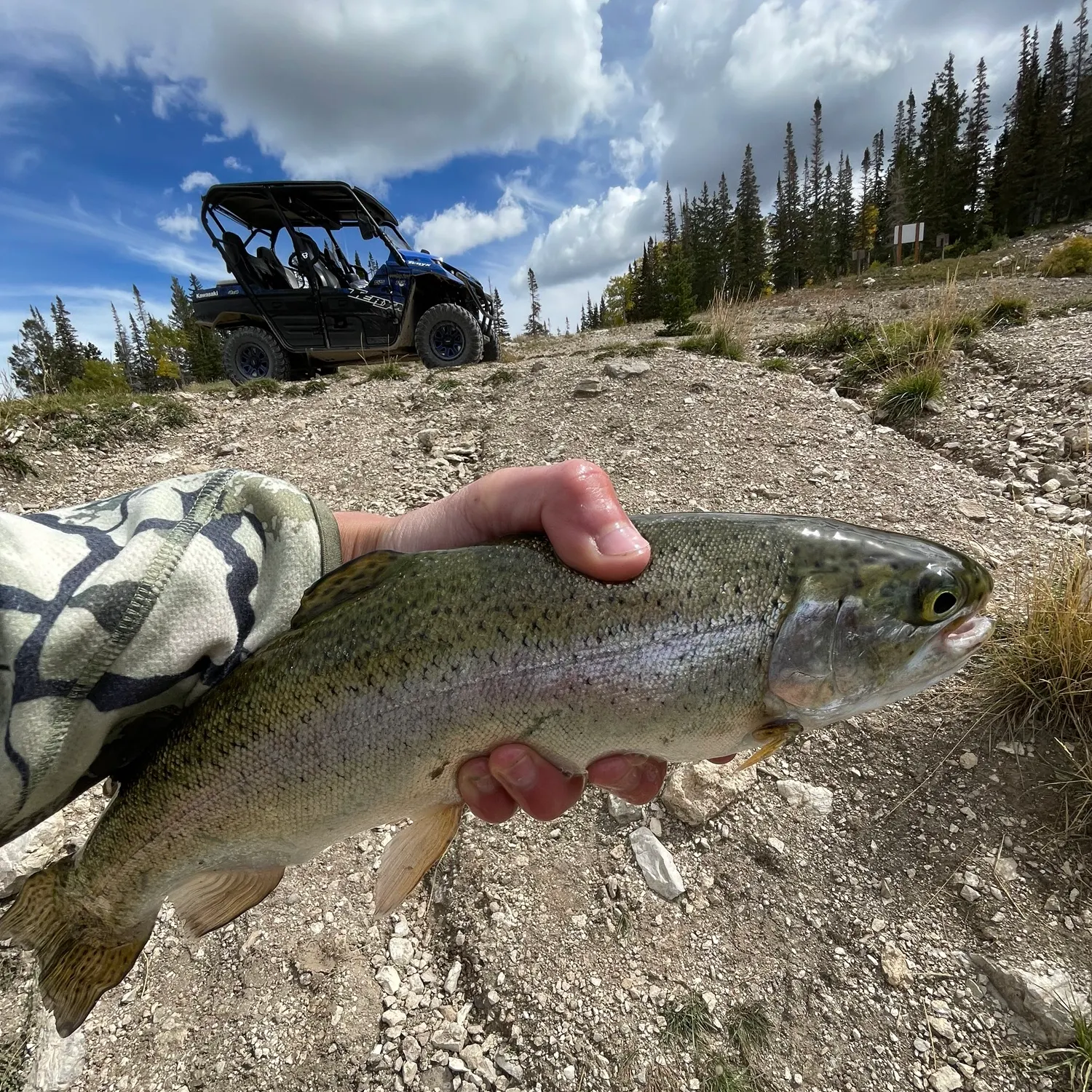 Rainbow trout caught on Fishbrain