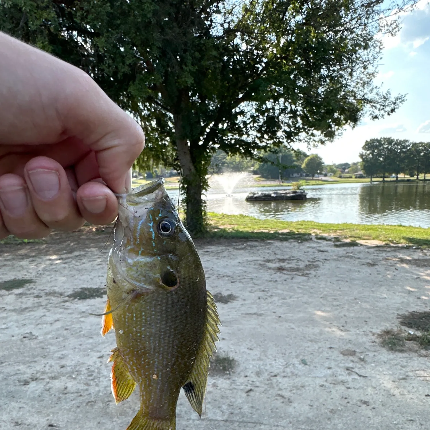 Fish caught on Fishbrain