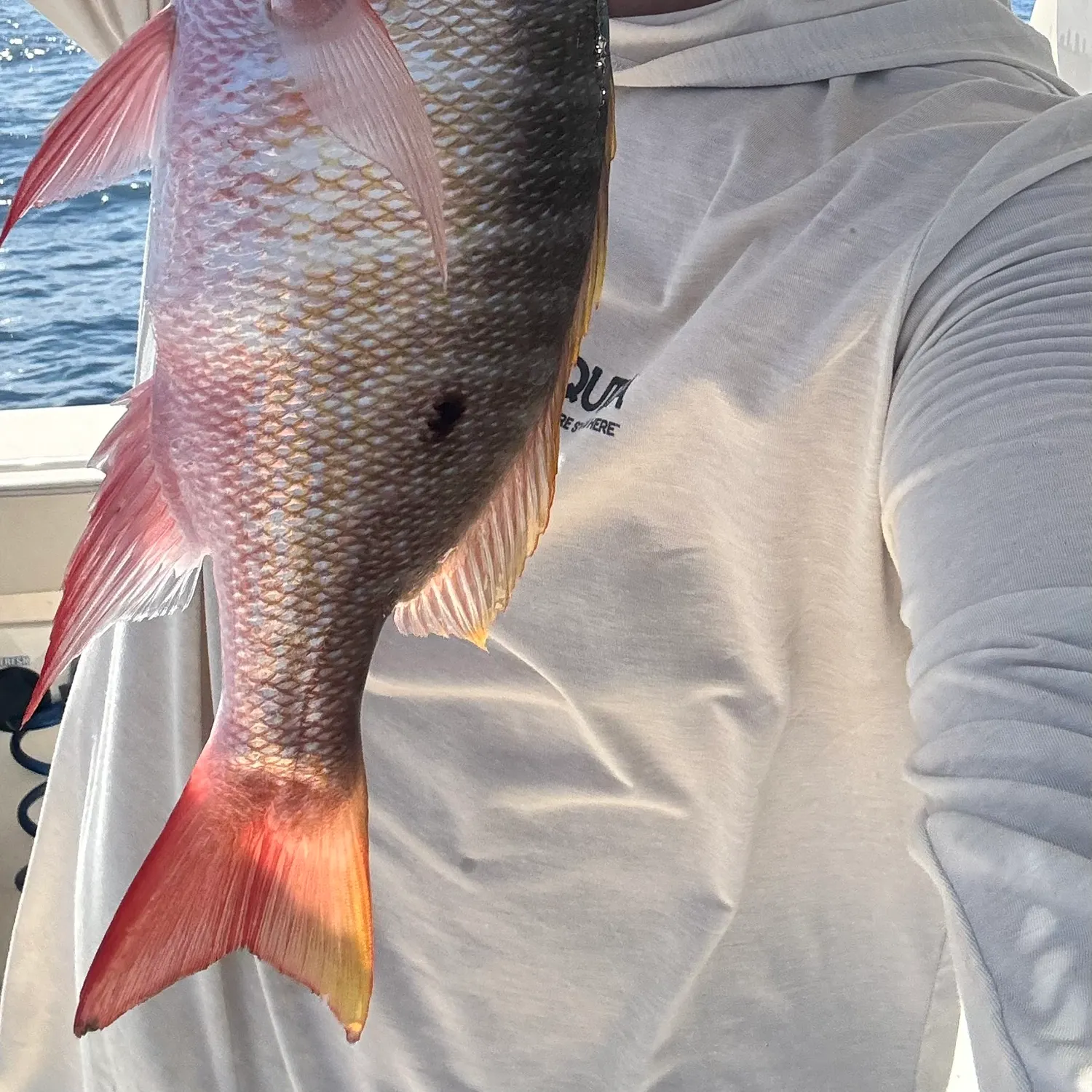 The most recent Mutton snapper catches on Fishbrain