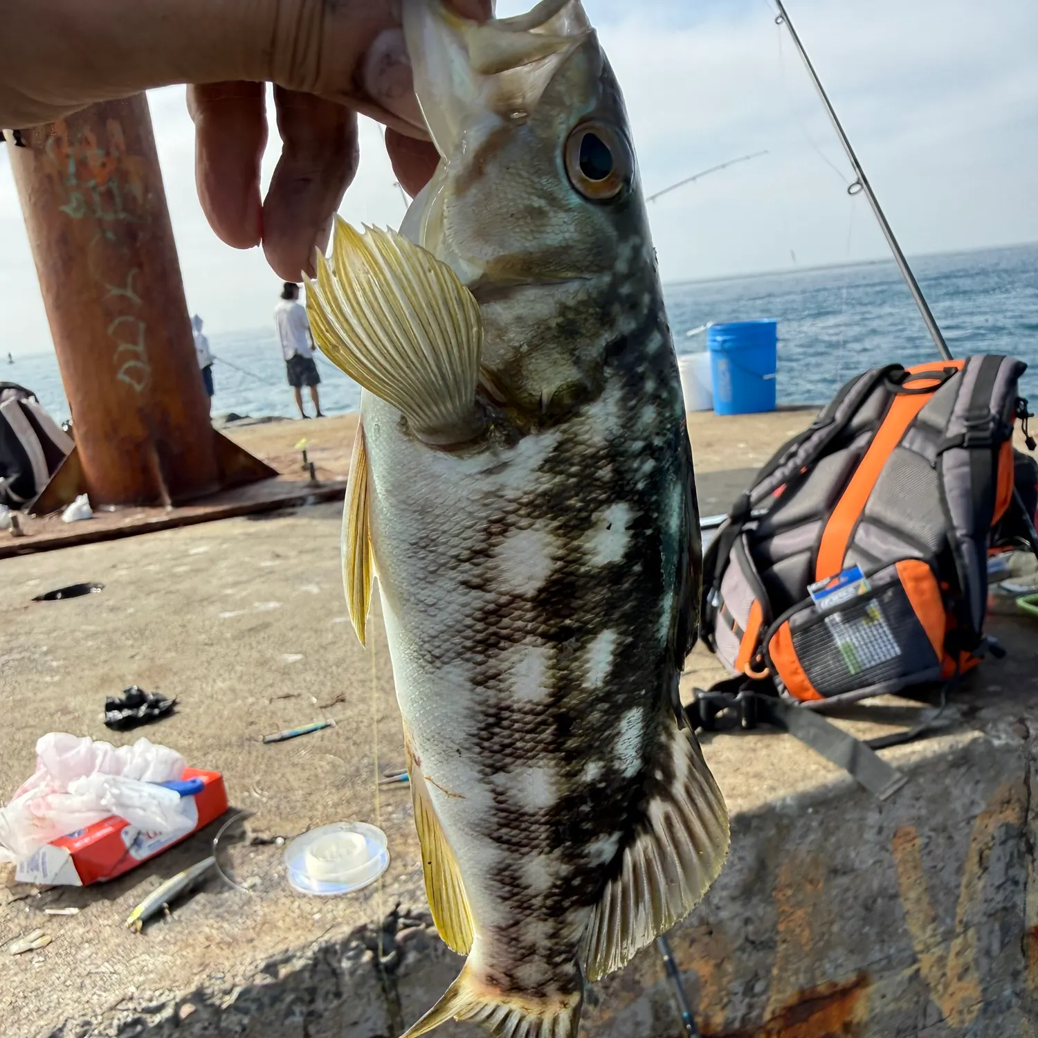Kelp bass caught on Fishbrain