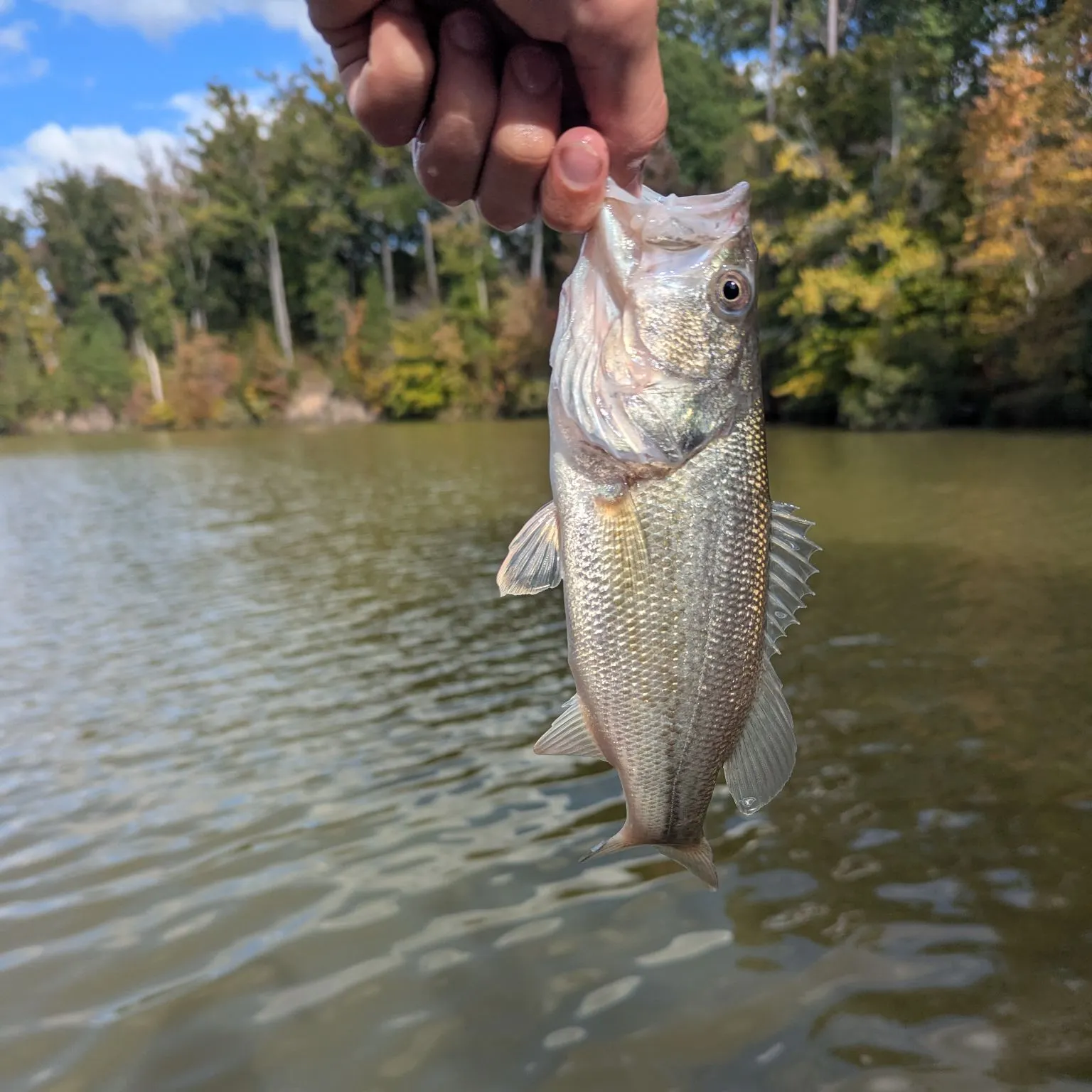 White bass caught on Fishbrain