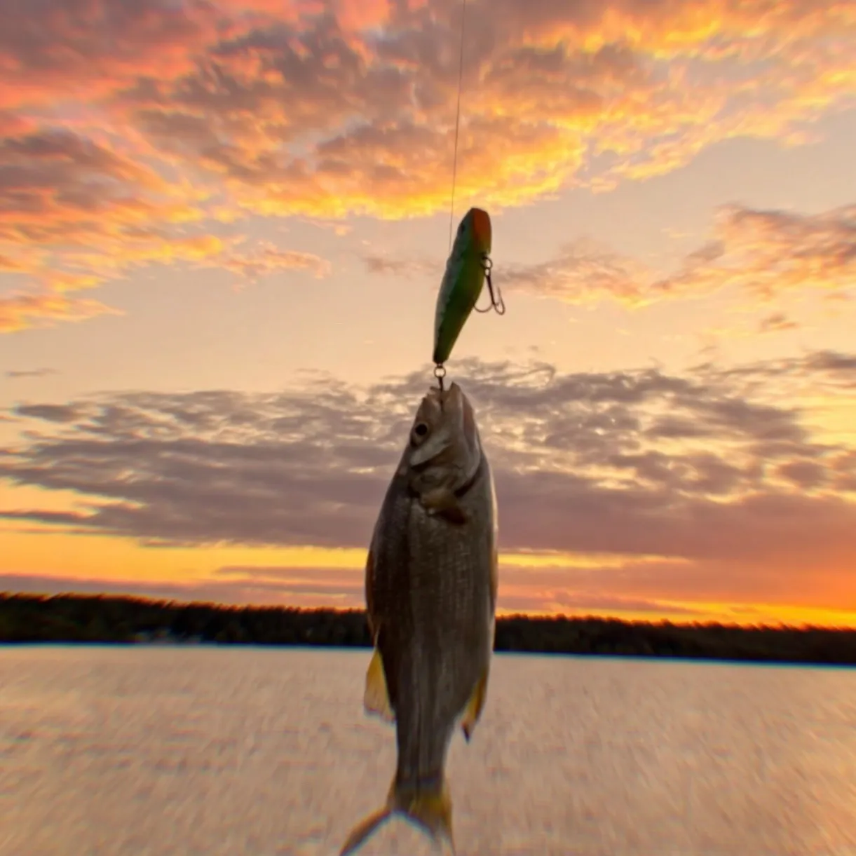 White perch caught on Fishbrain