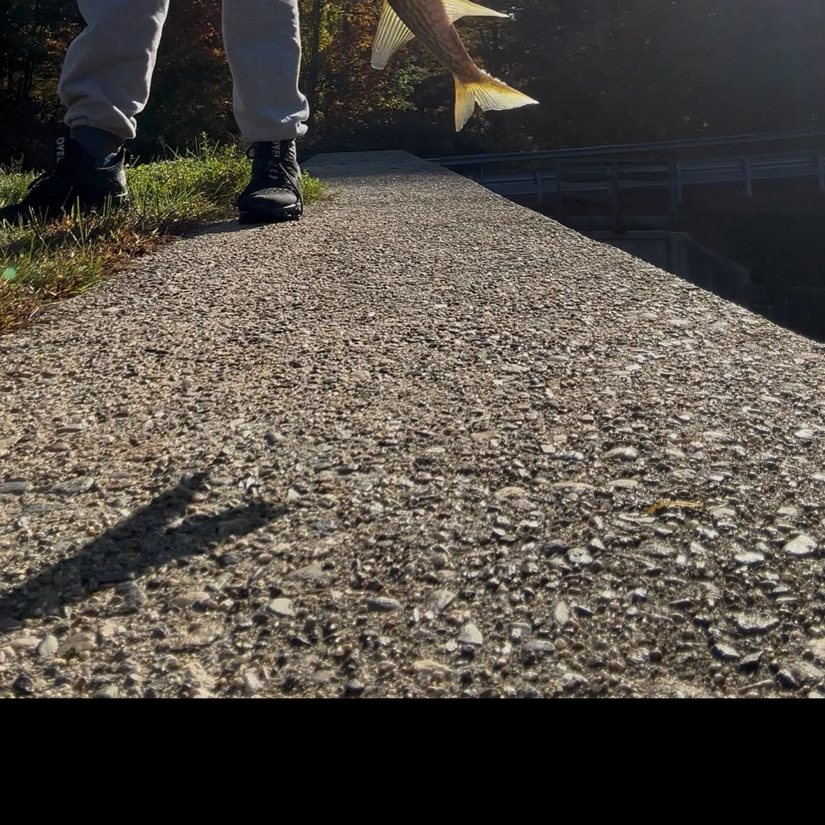 Chain pickerel caught on Fishbrain