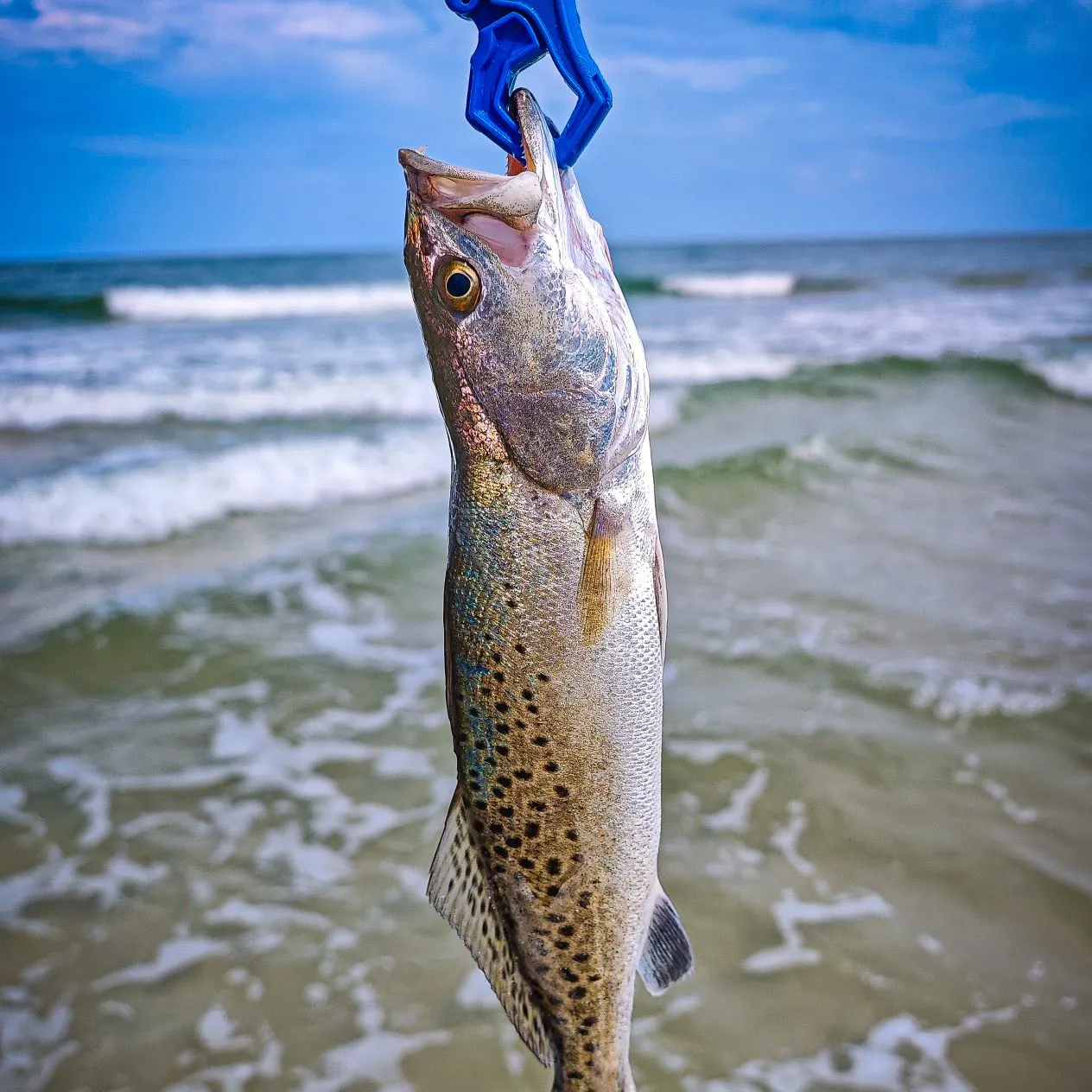 Spotted seatrout caught on Fishbrain