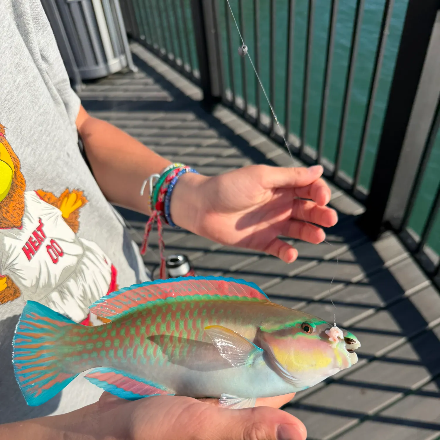 The most recent Striped parrotfish catches on Fishbrain