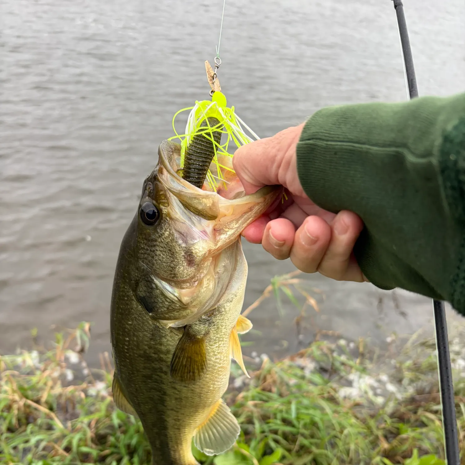 Largemouth bass caught on Fishbrain