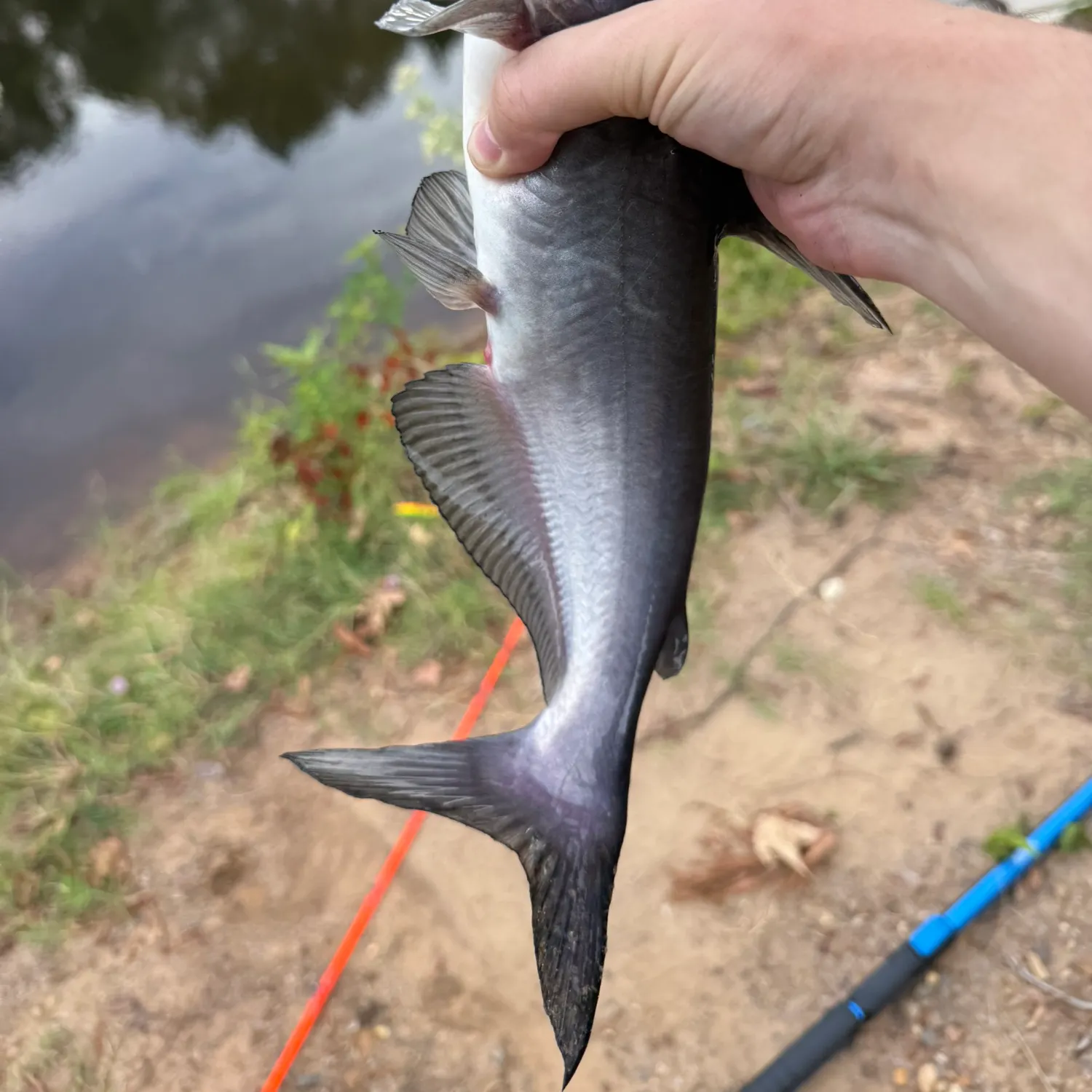 Blue catfish caught on Fishbrain
