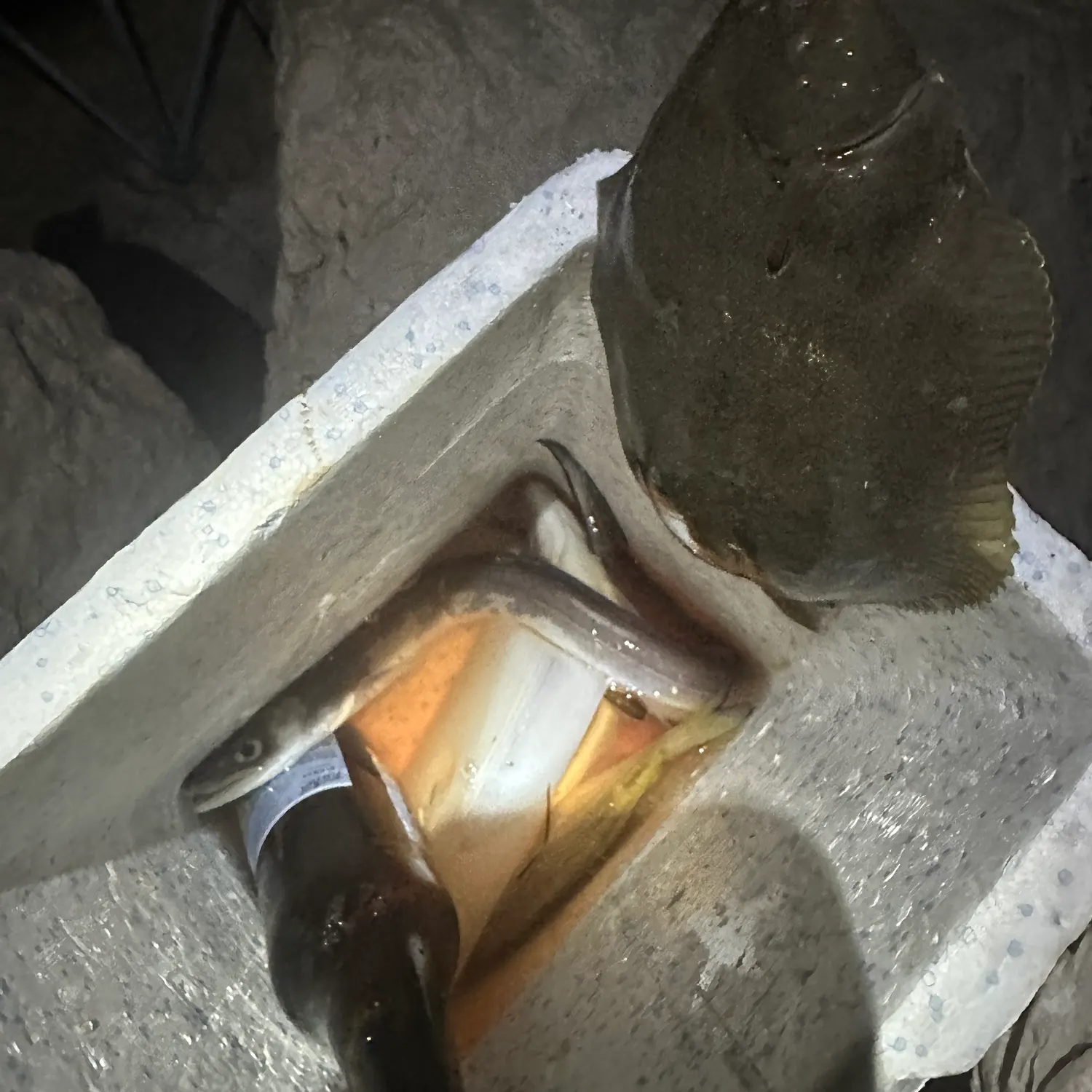 The most recent Common sole catches on Fishbrain