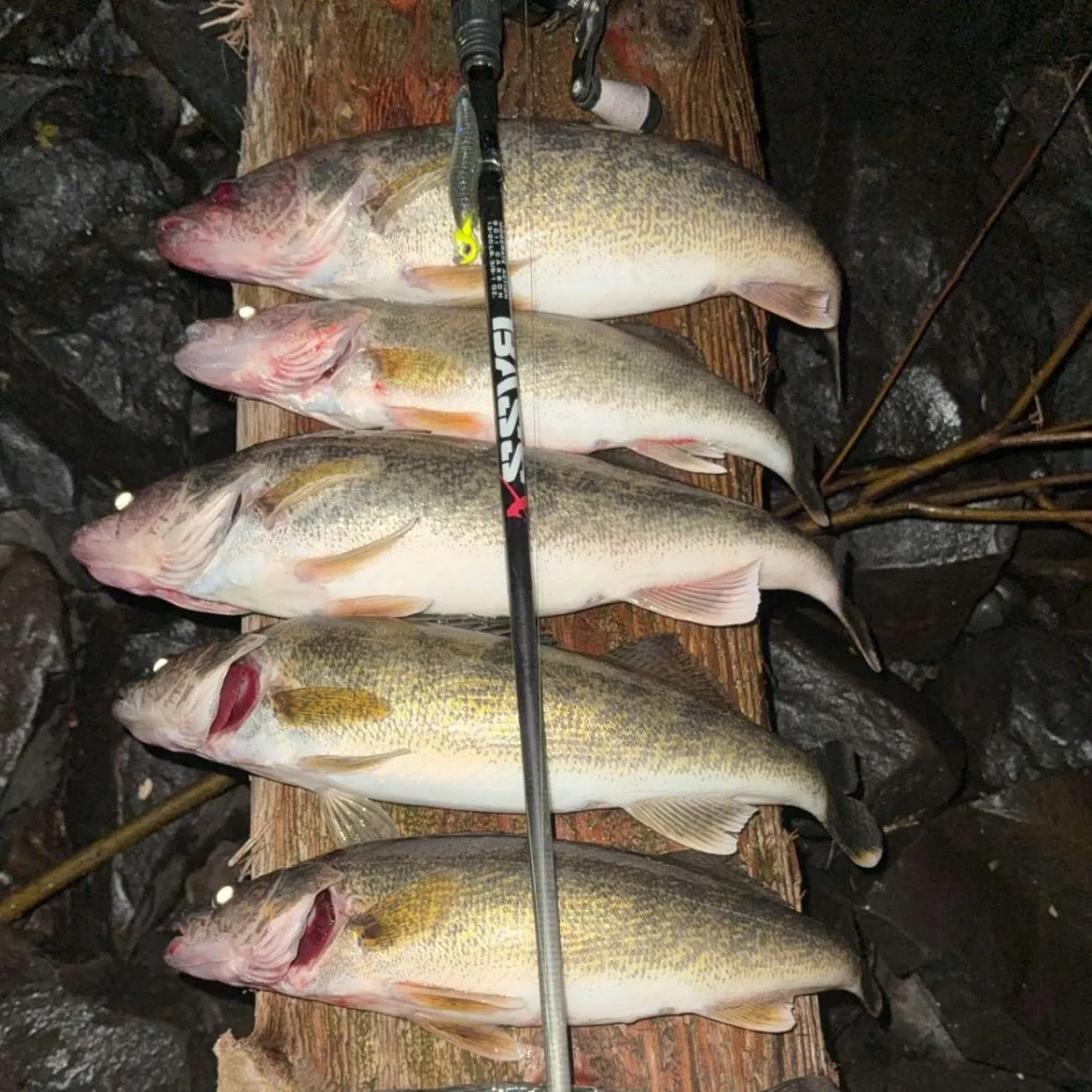 recently logged catches