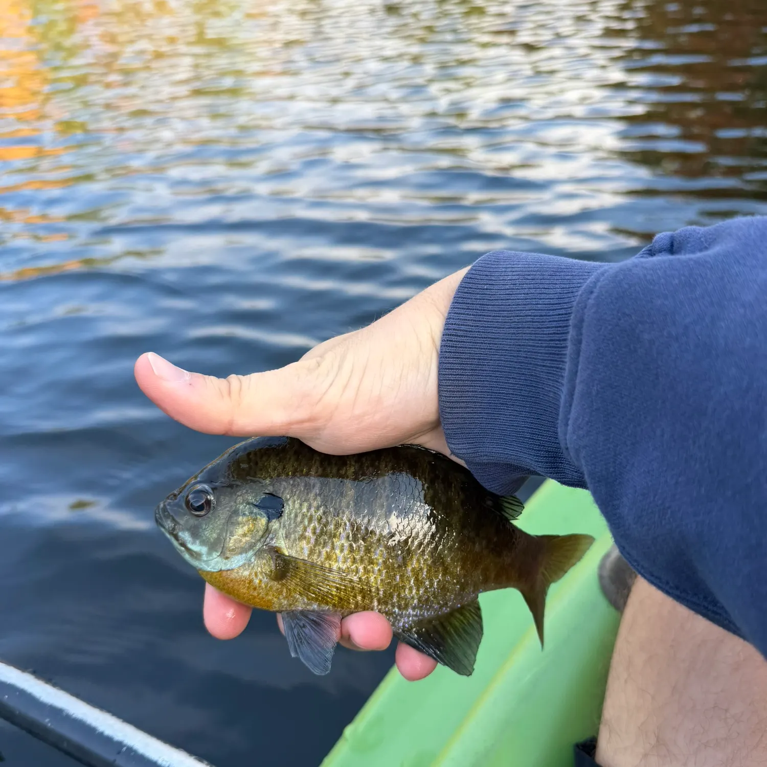 Bluegill caught on Fishbrain