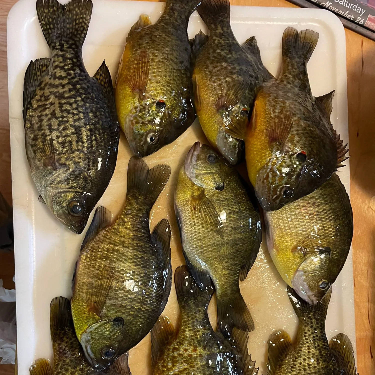 recently logged catches