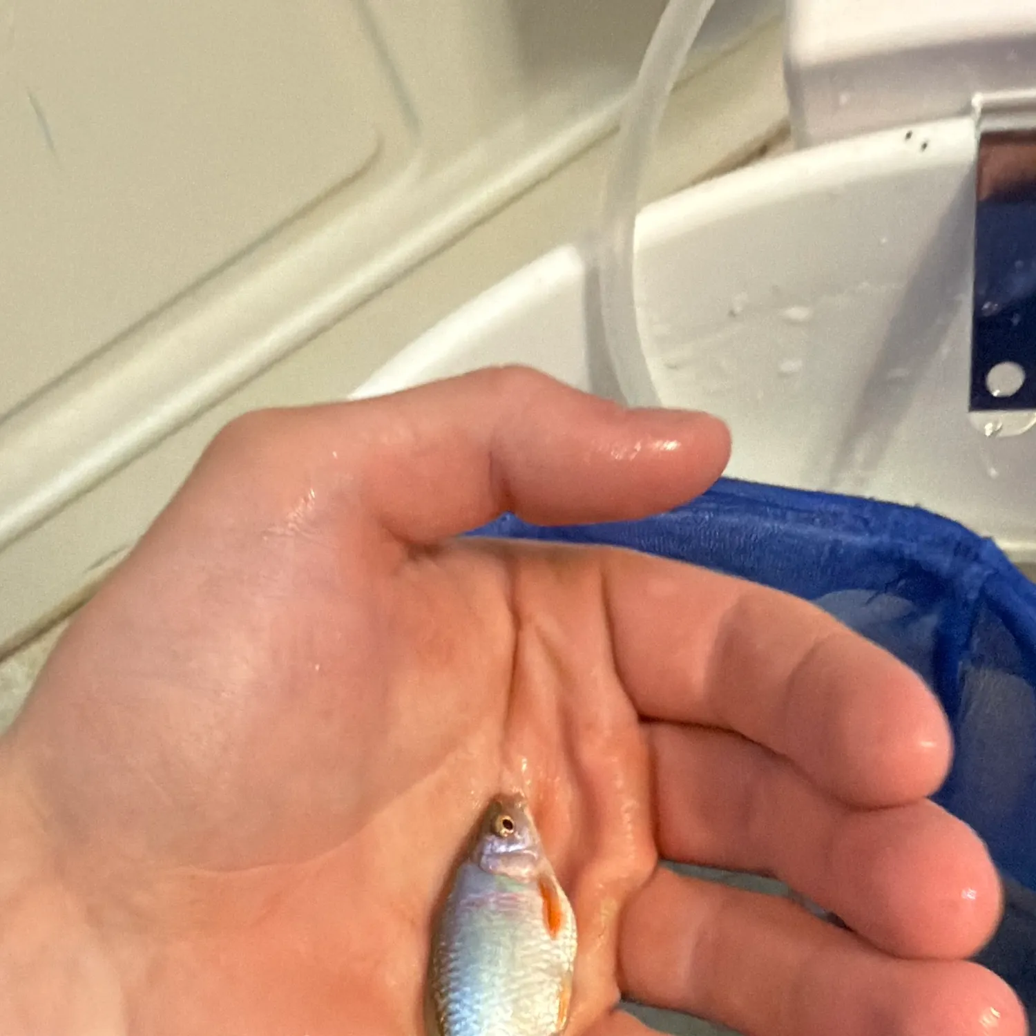 The most recent Red shiner catches on Fishbrain